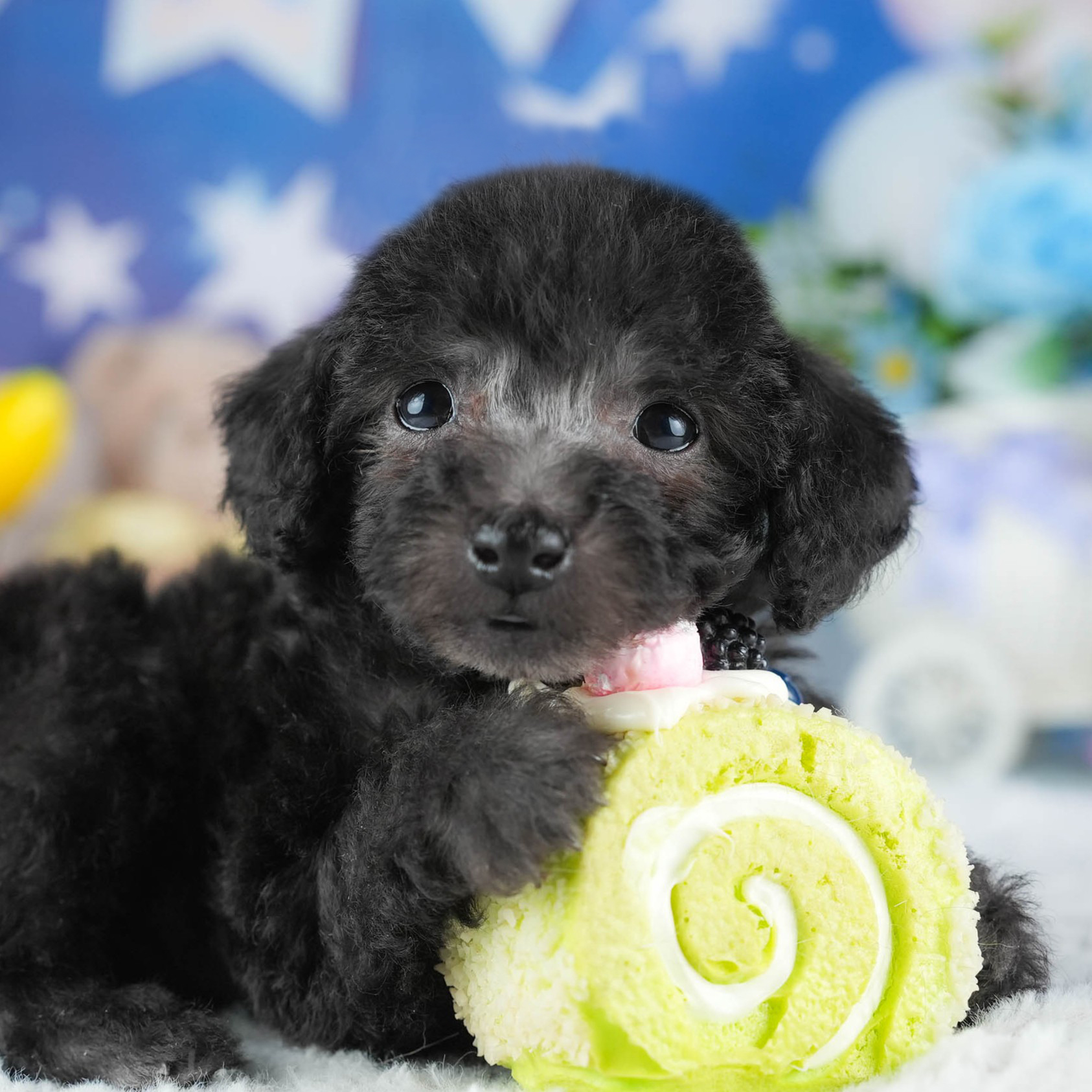 トイ・プードル | 男の子 | ブラック | 2025年12月23日