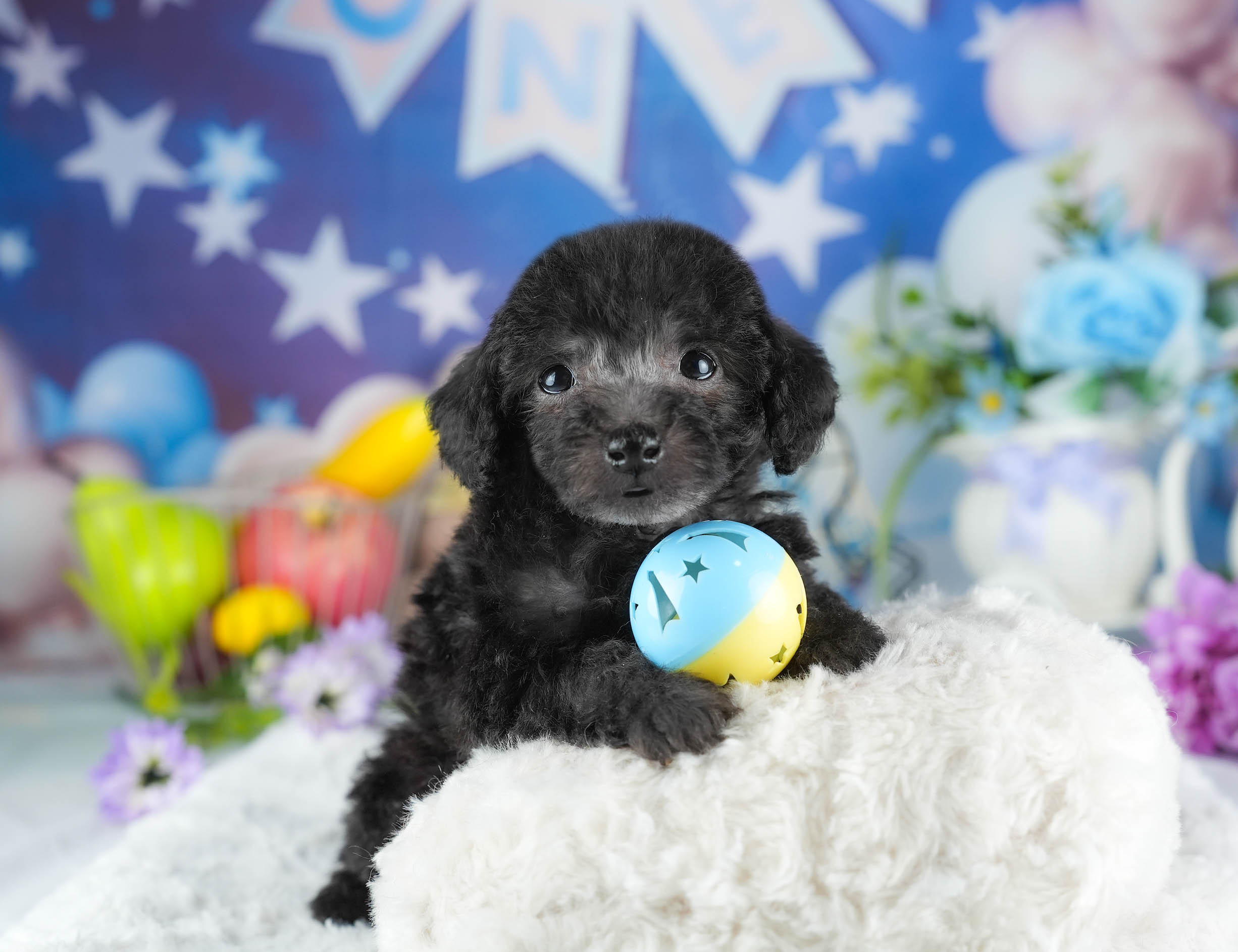 トイ・プードル | 男の子 | ブラック | 2025年12月23日