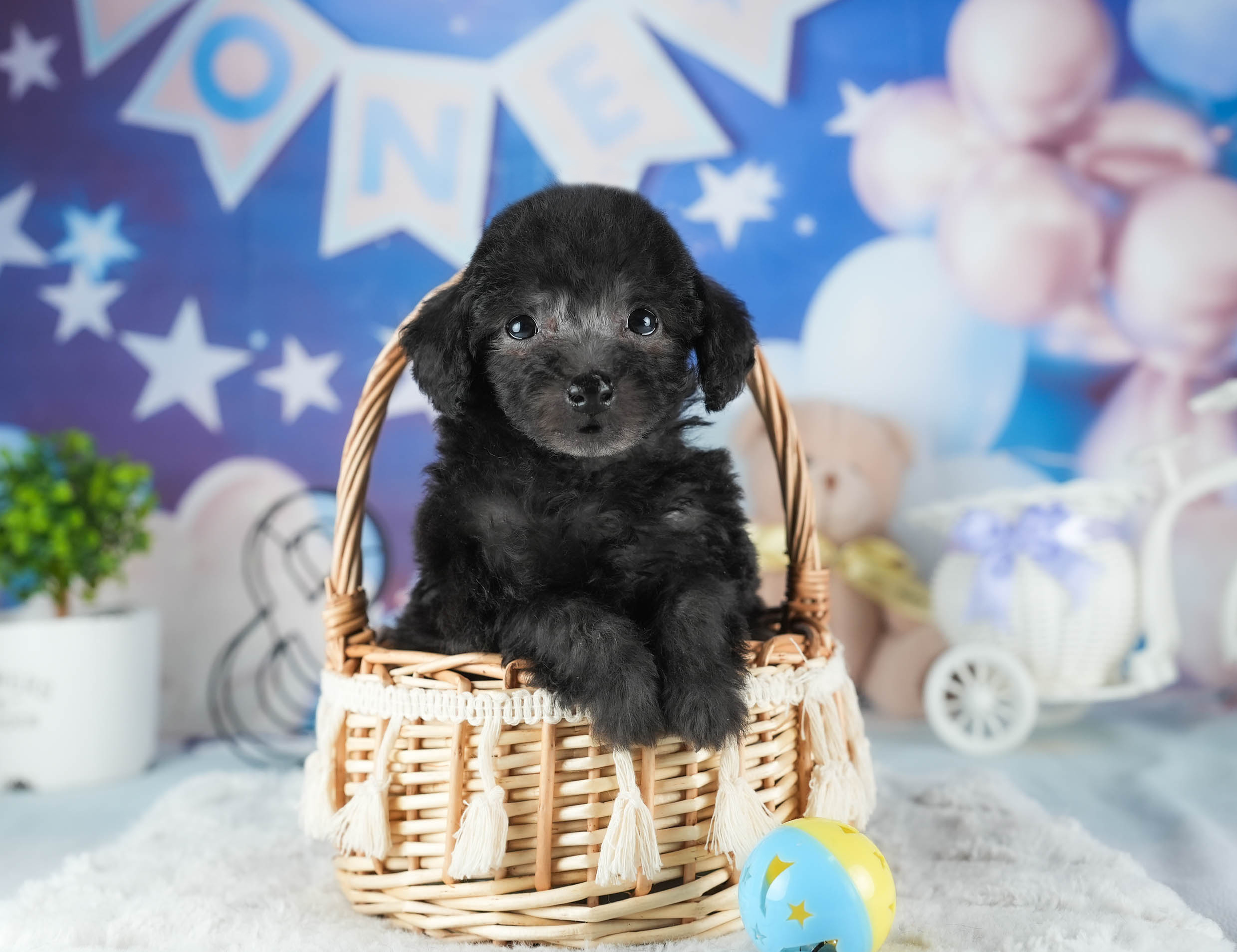 トイ・プードル | 男の子 | ブラック | 2025年12月23日