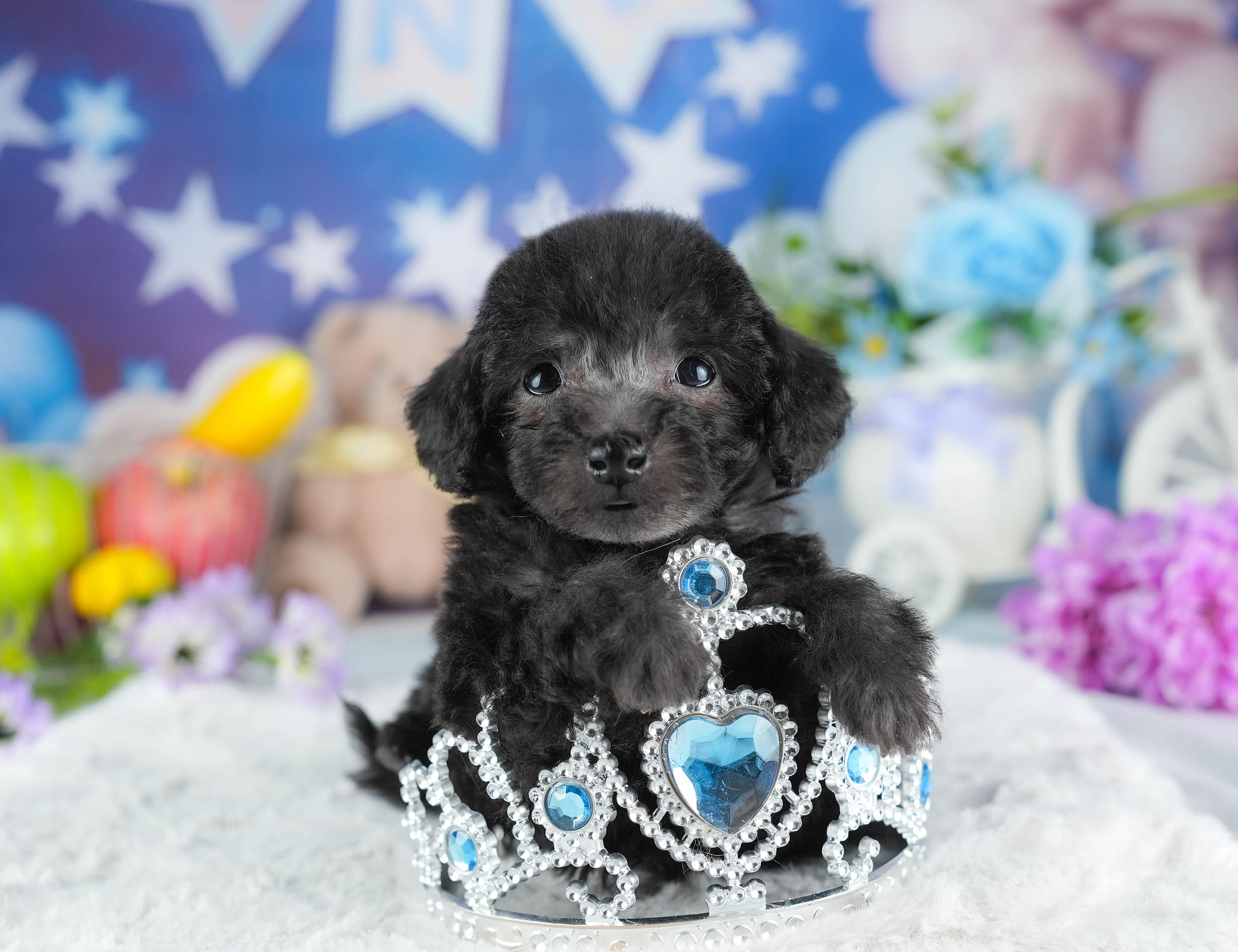 トイ・プードル | 男の子 | ブラック | 2025年12月23日