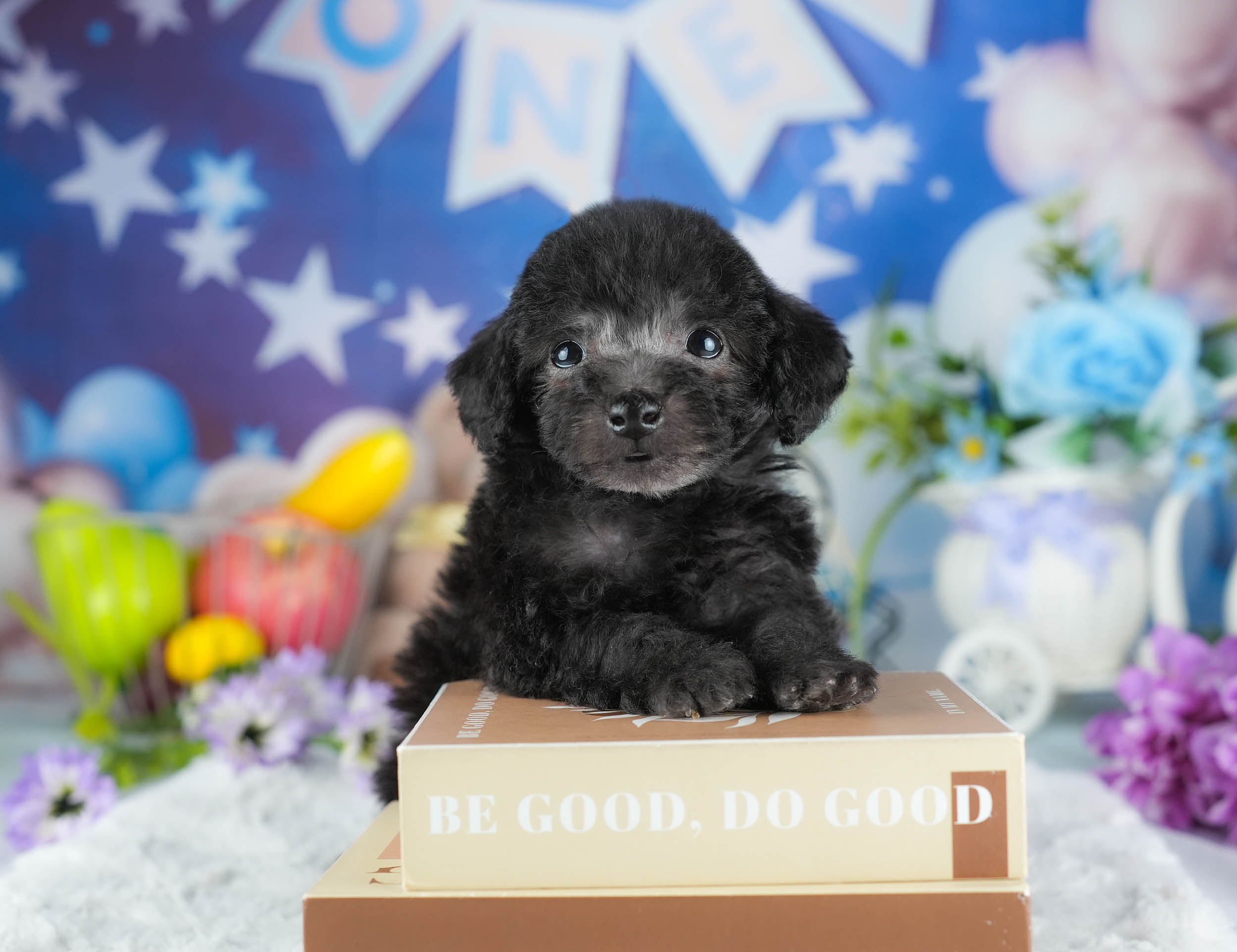 トイ・プードル | 男の子 | ブラック | 2025年12月23日