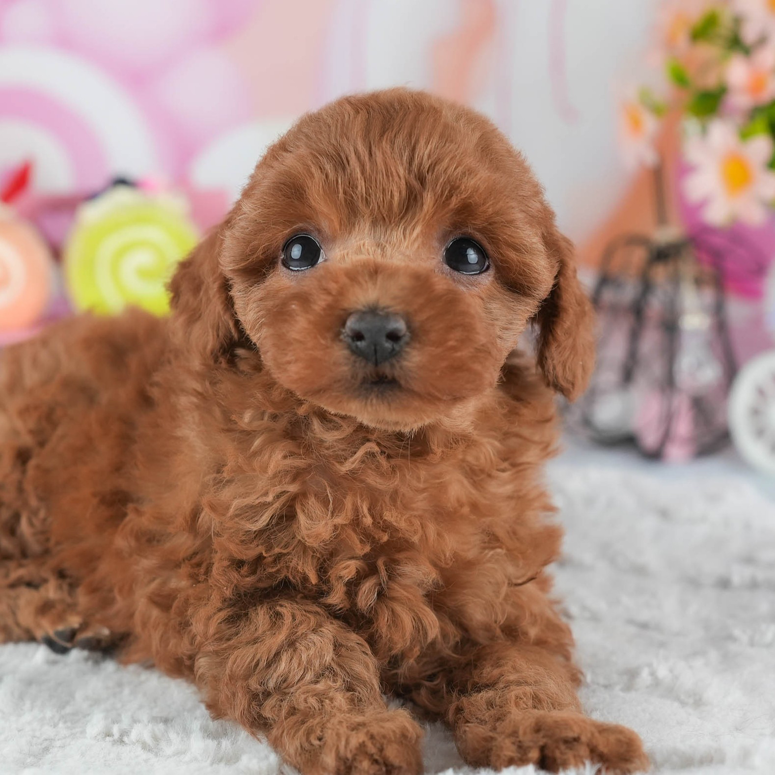 トイ・プードル | 女の子 | レッド | 2025年12月23日