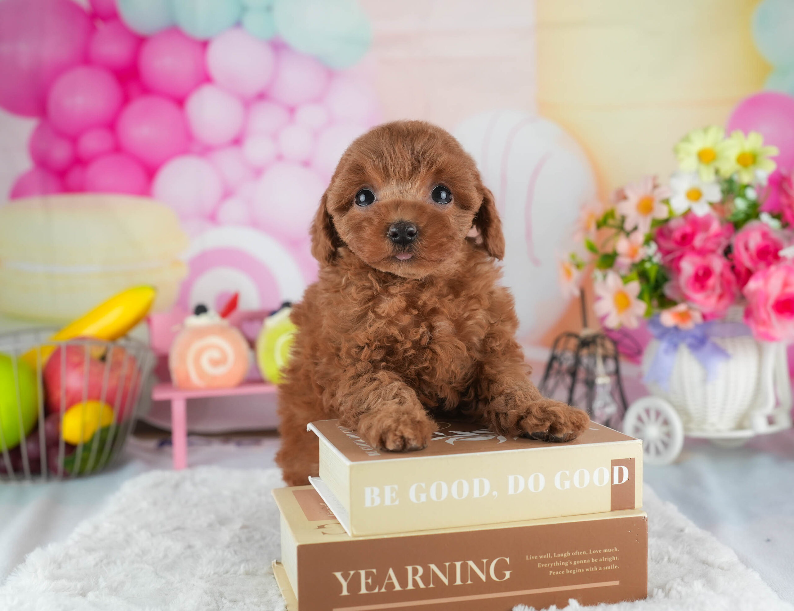 トイ・プードル | 女の子 | レッド | 2025年12月23日