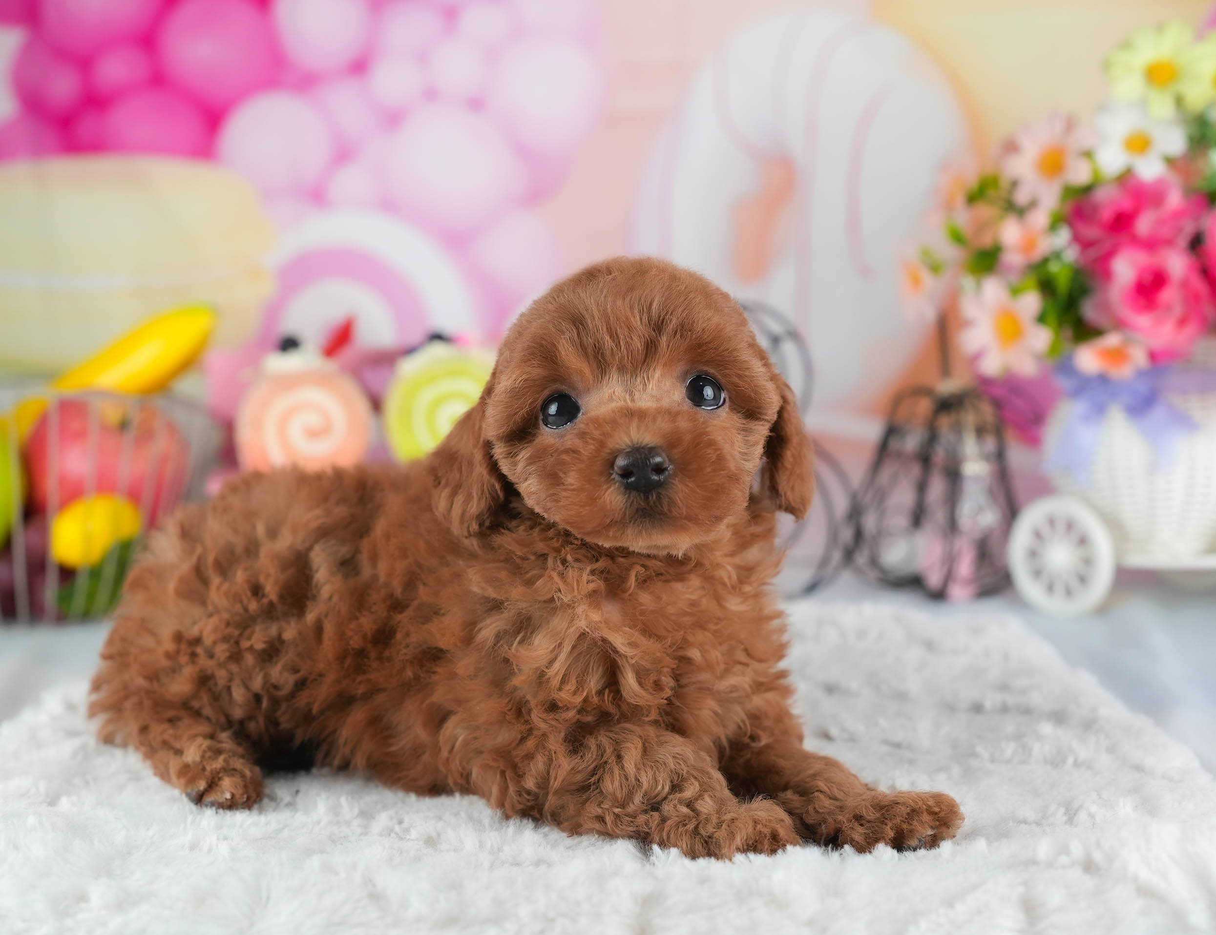 トイ・プードル | 女の子 | レッド | 2025年12月23日