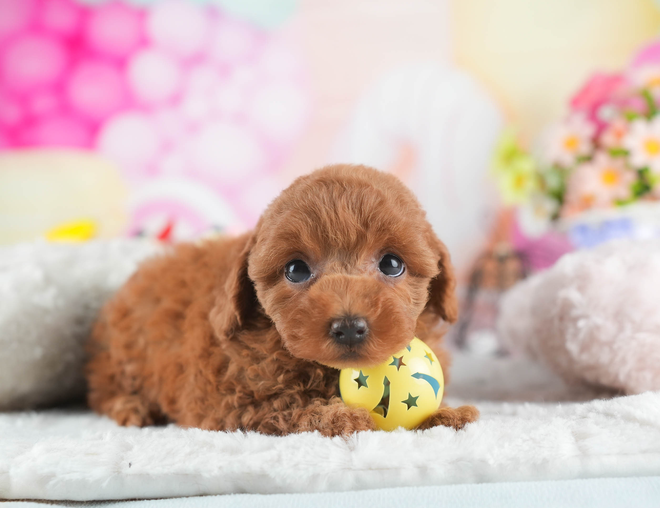 トイ・プードル | 女の子 | レッド | 2025年12月23日