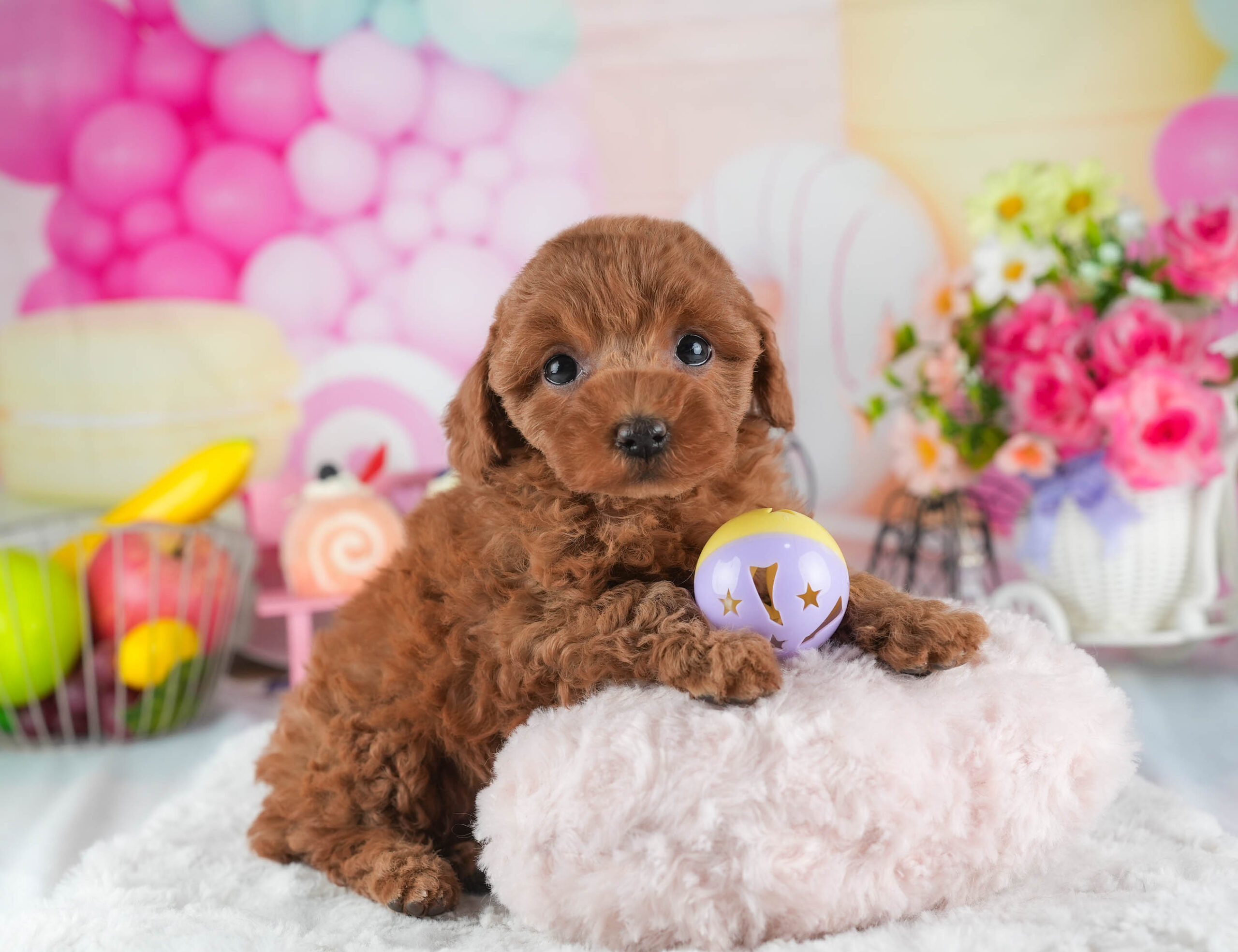 トイ・プードル | 女の子 | レッド | 2025年12月23日