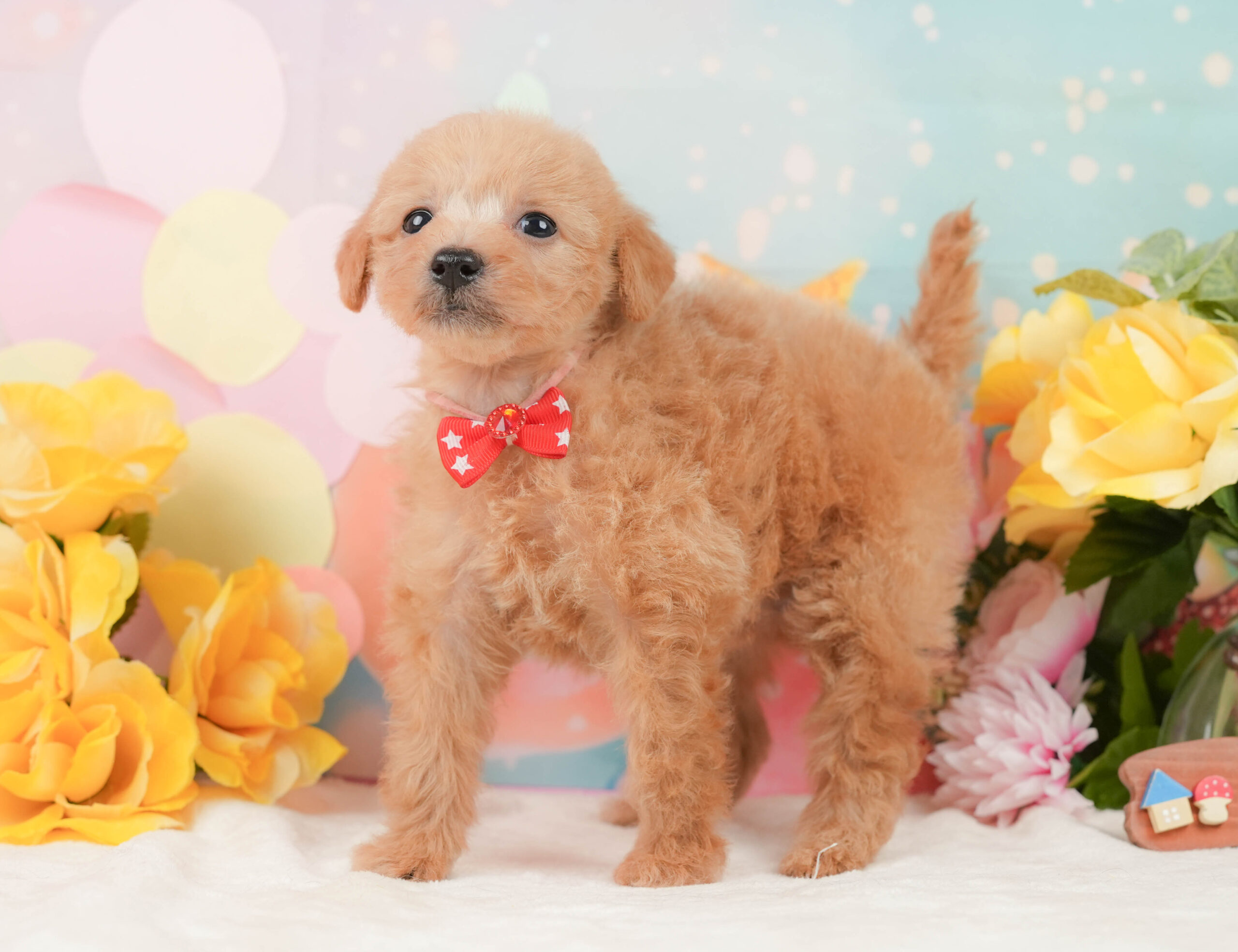 タイニー・プードル | 女の子 | レッド | 2025年12月24日