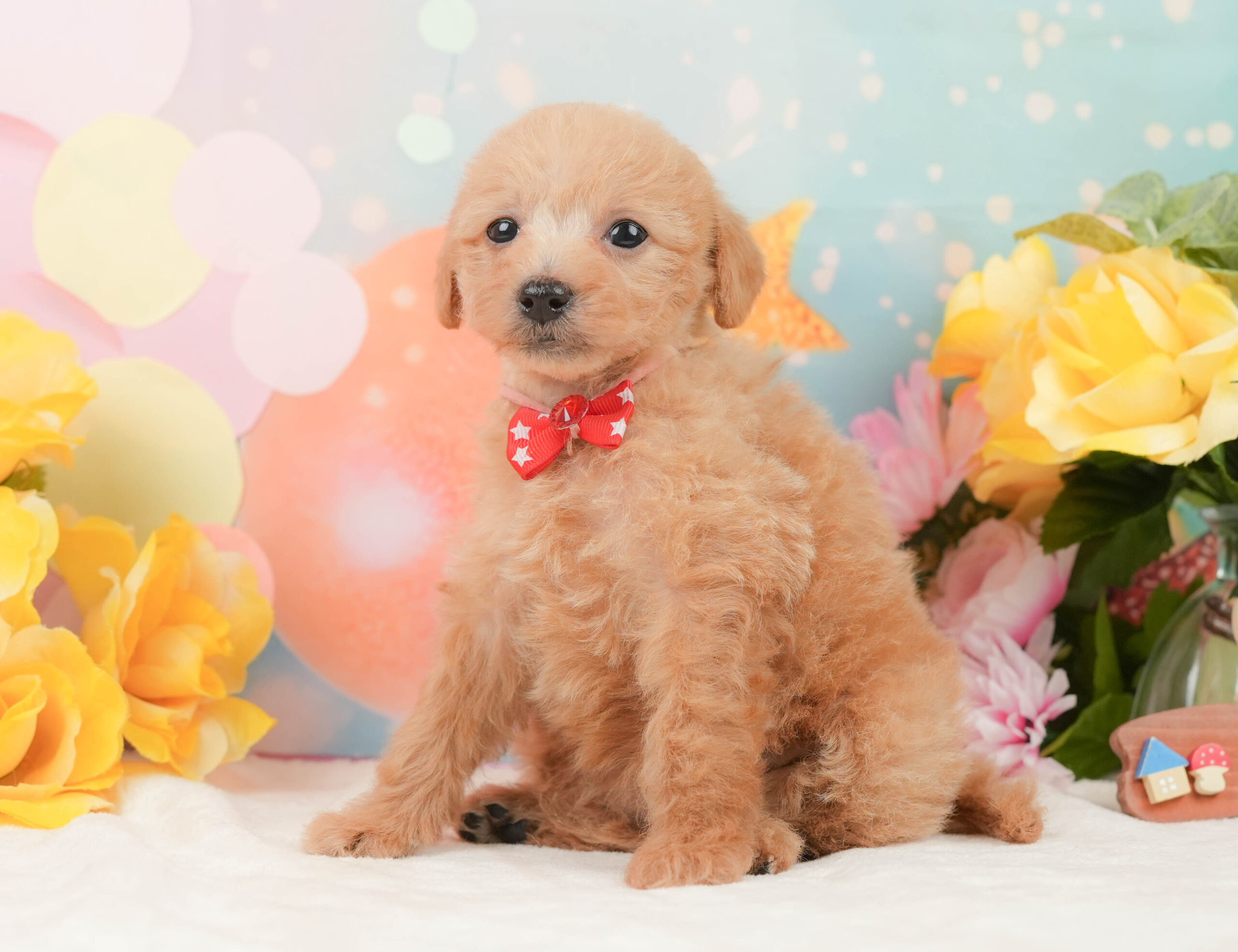 タイニー・プードル | 女の子 | レッド | 2025年12月24日