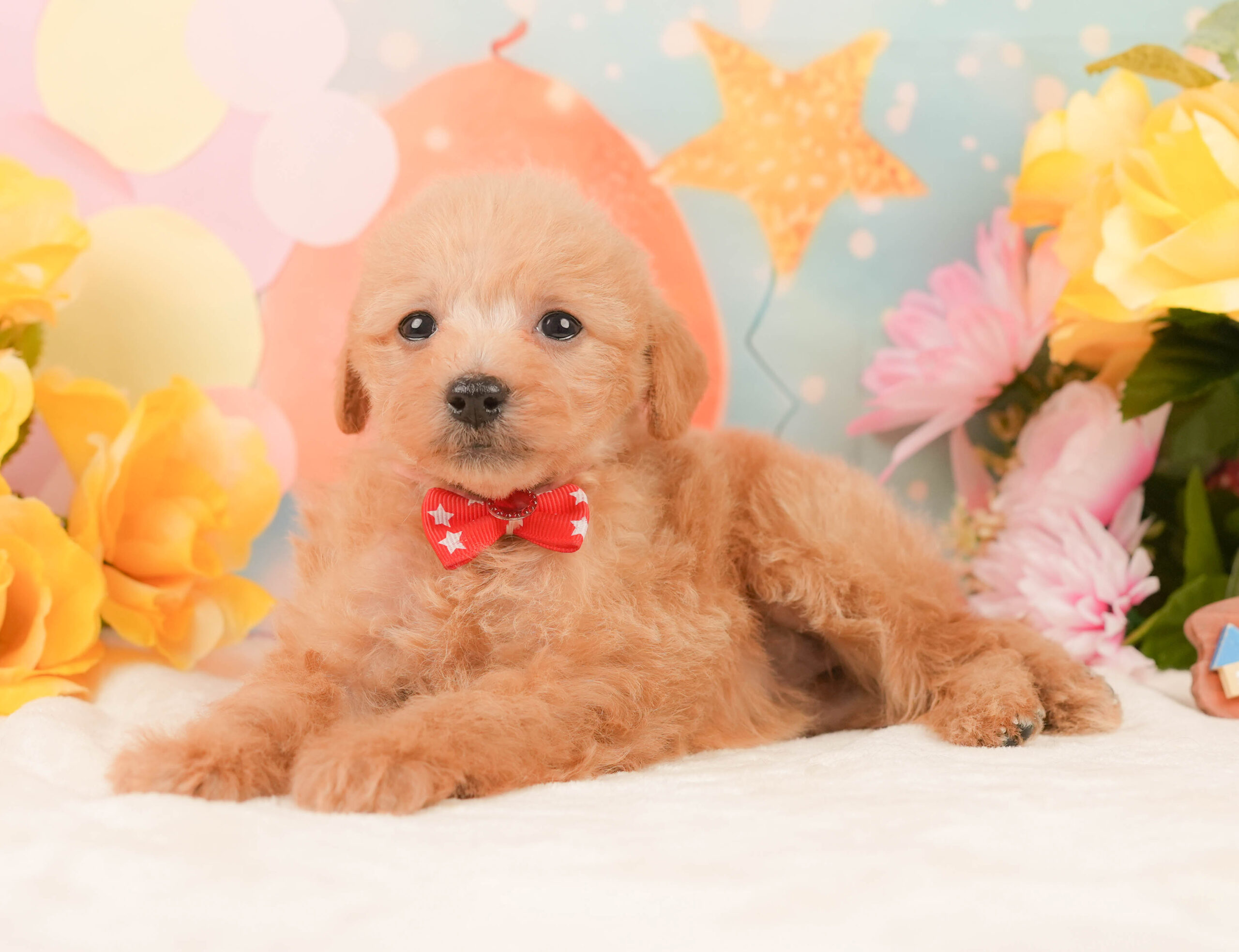 タイニー・プードル | 女の子 | レッド | 2025年12月24日