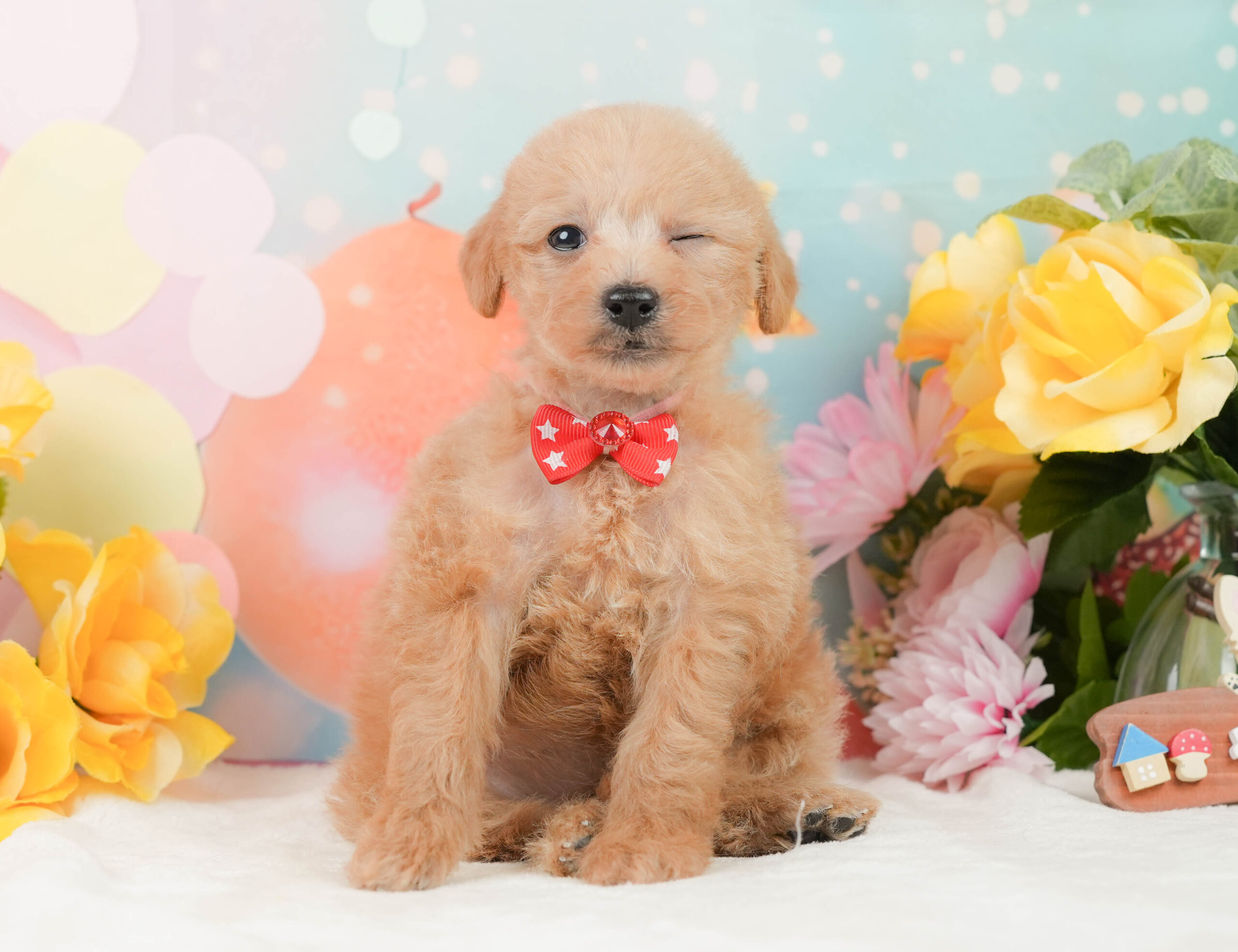 タイニー・プードル | 女の子 | レッド | 2025年12月24日