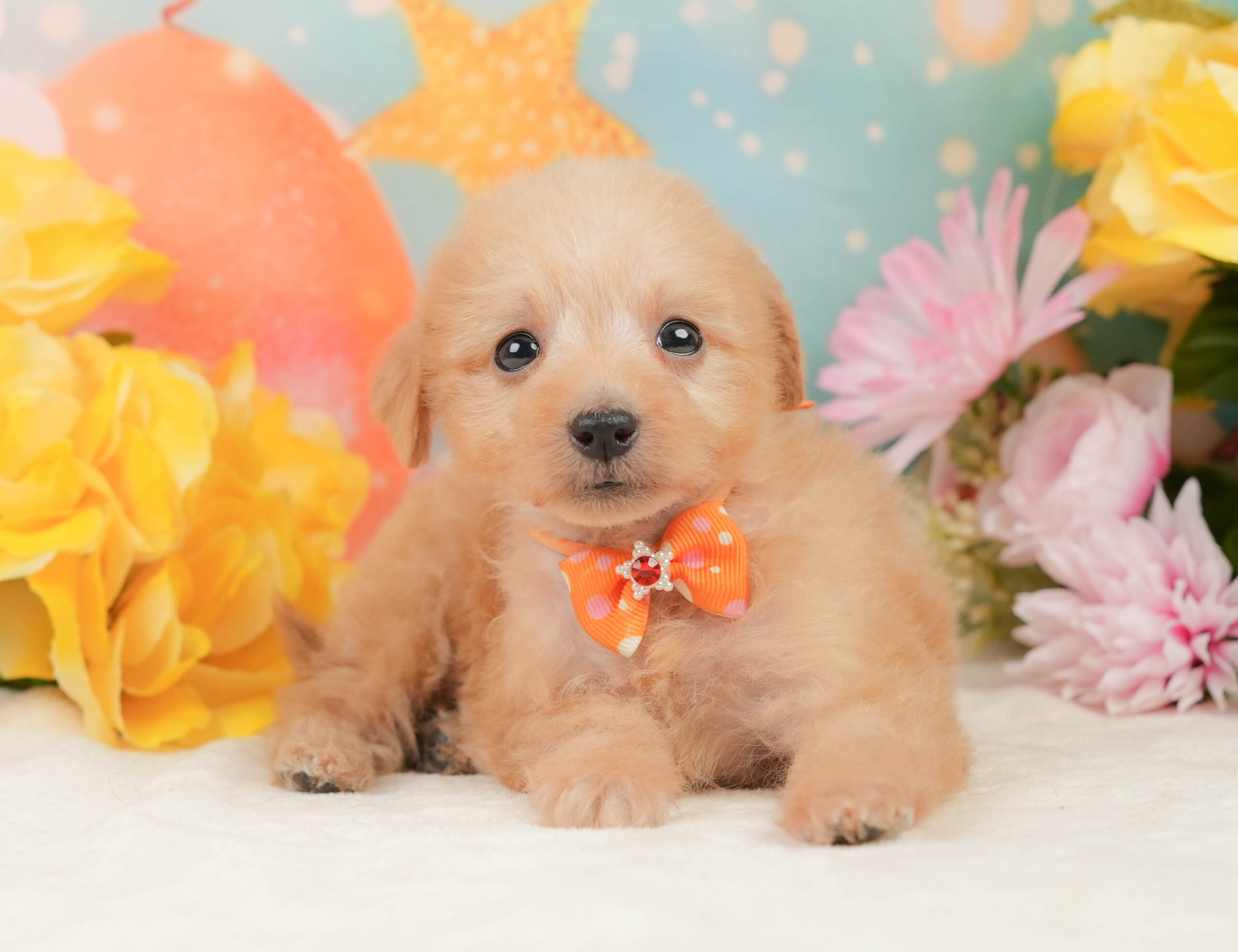 タイニー・プードル | 女の子 | アプリコット | 2025年12月24日