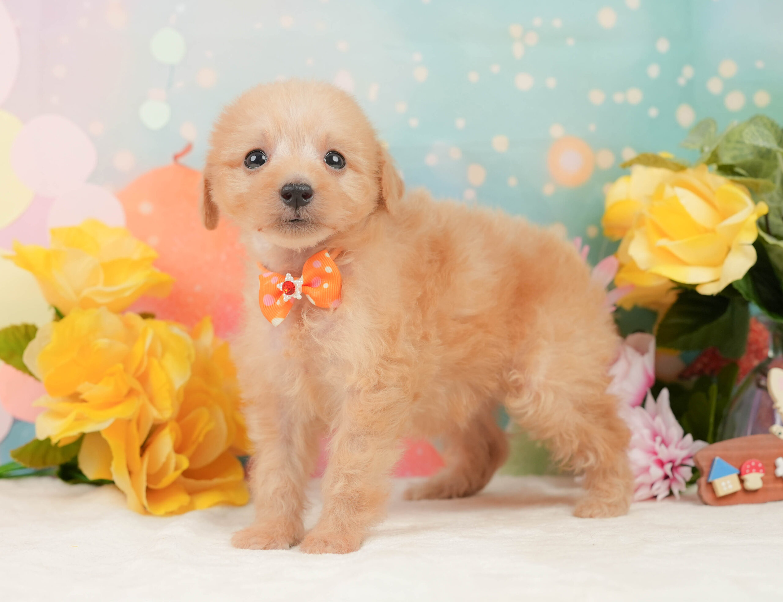 タイニー・プードル | 女の子 | アプリコット | 2025年12月24日