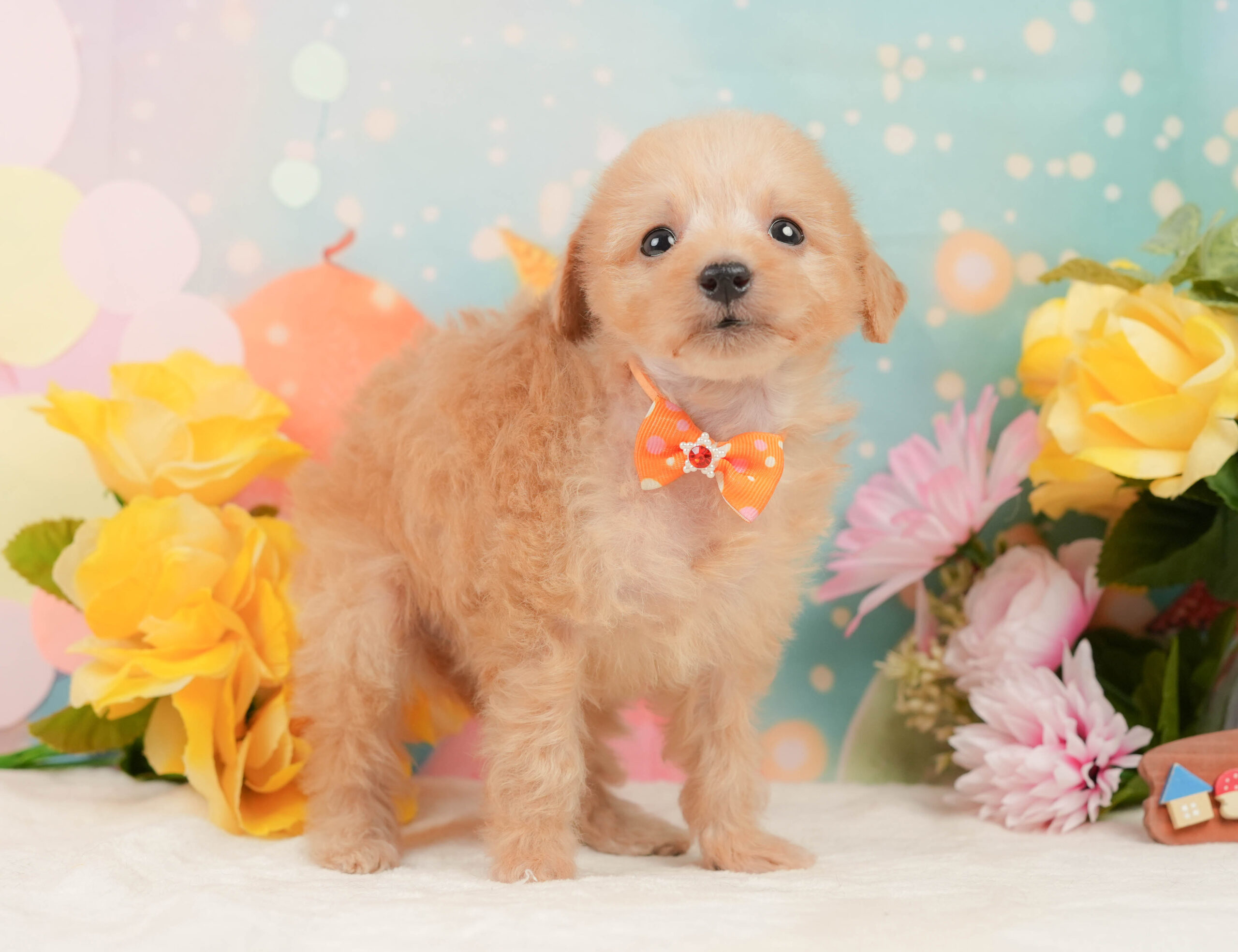 タイニー・プードル | 女の子 | アプリコット | 2025年12月24日