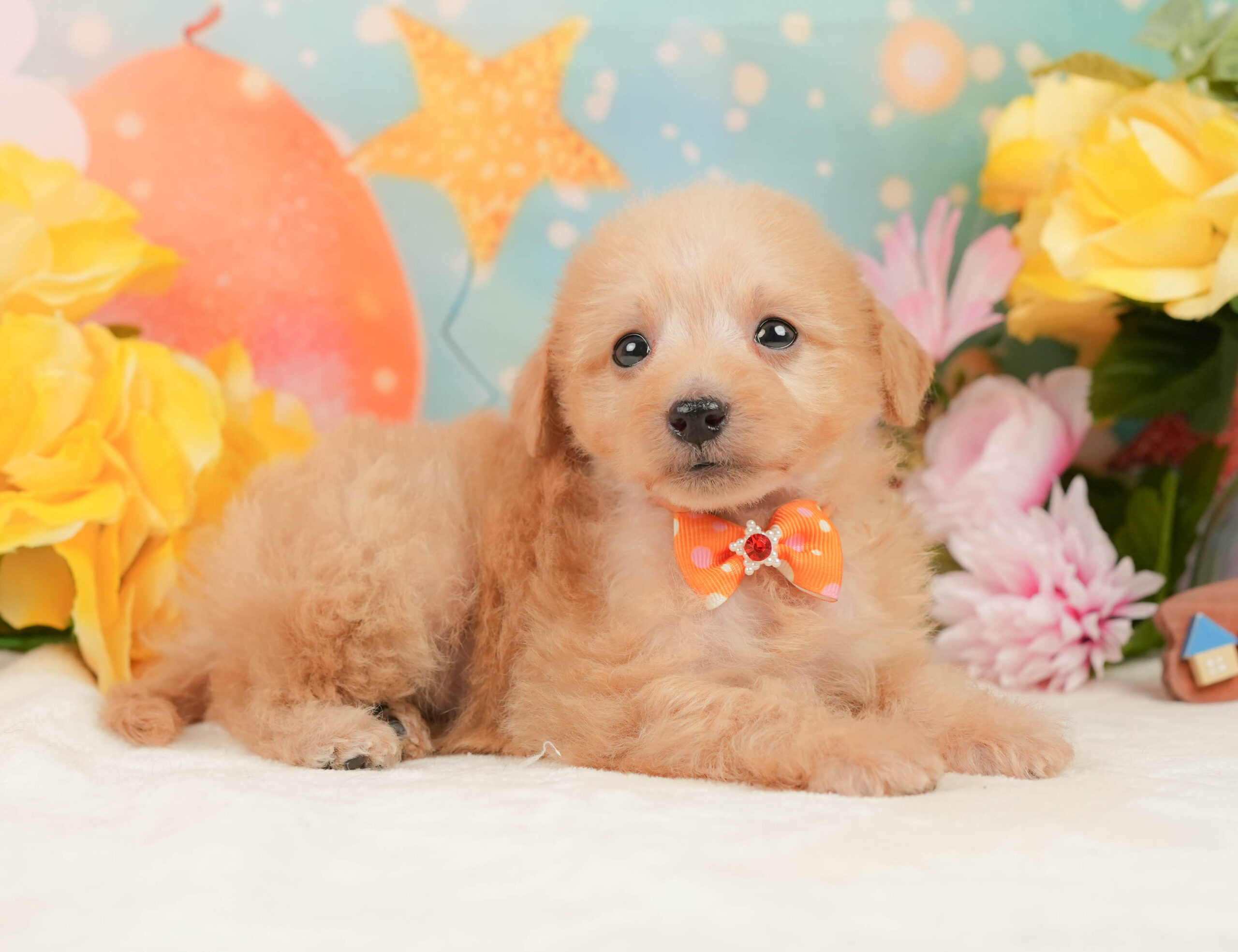 タイニー・プードル | 女の子 | アプリコット | 2025年12月24日