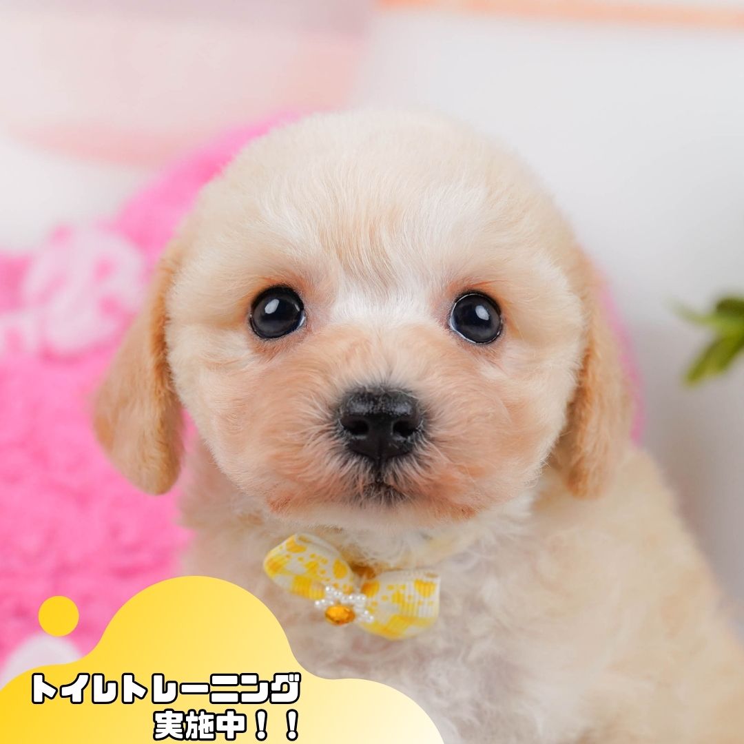コッカープーション | 女の子 | アプリコット | 2025年12月24日