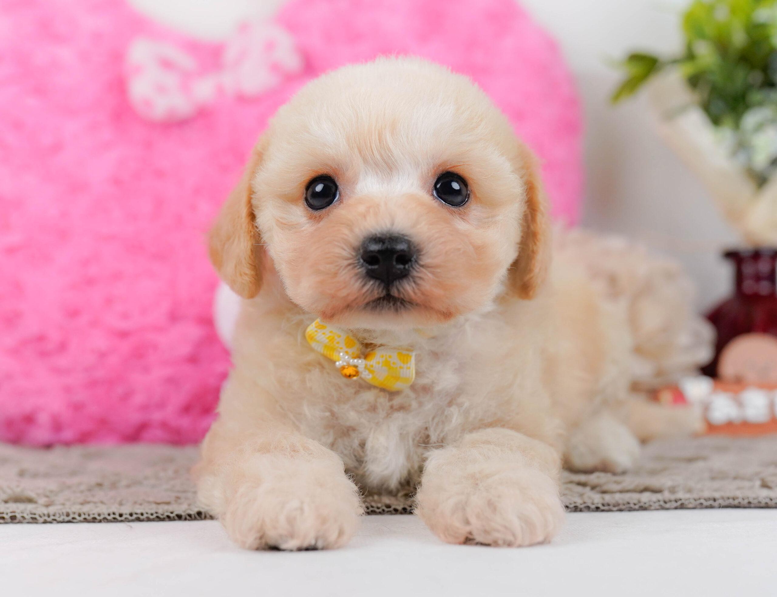 コッカープーション | 女の子 | アプリコット | 2025年12月24日