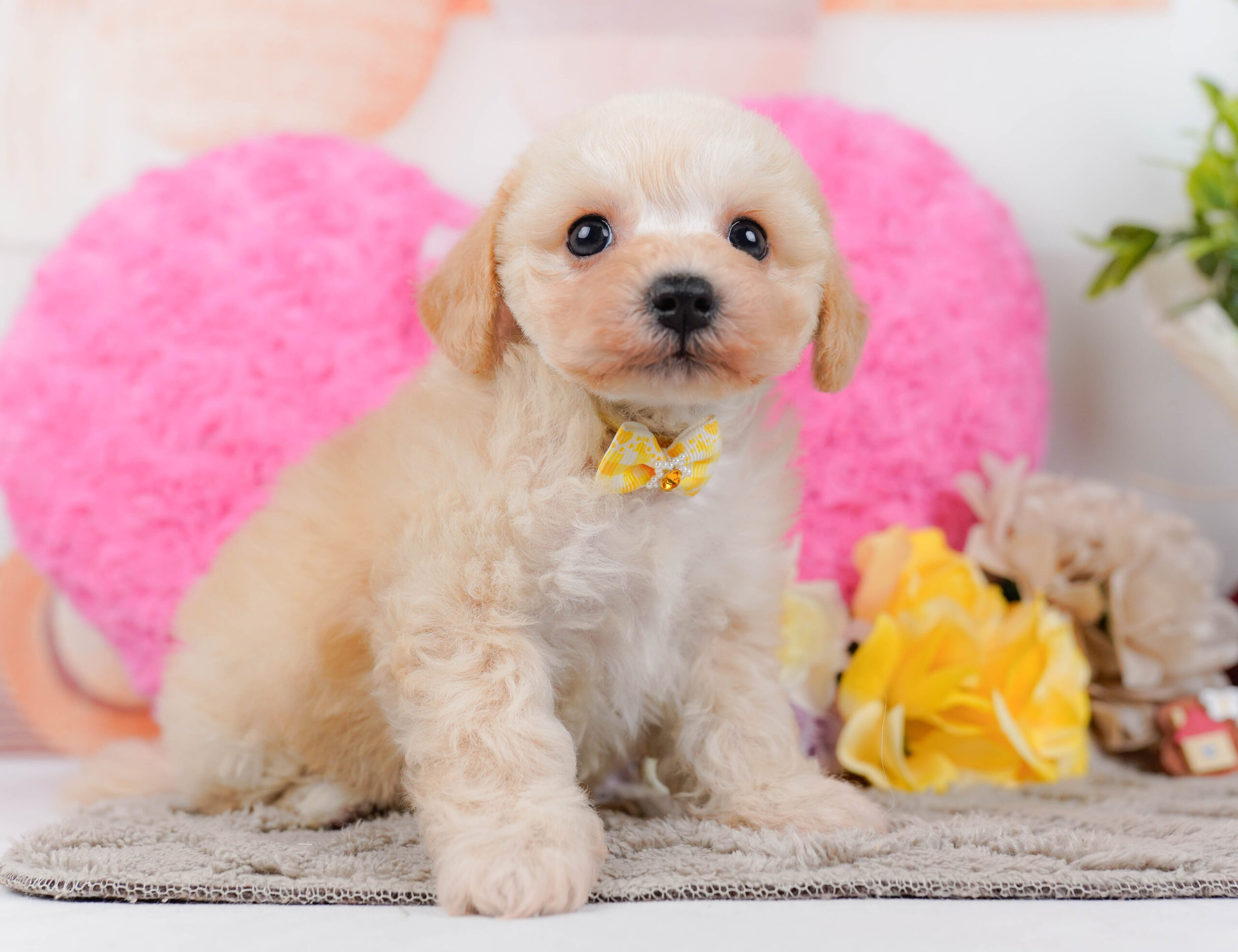 コッカープーション | 女の子 | アプリコット | 2025年12月24日