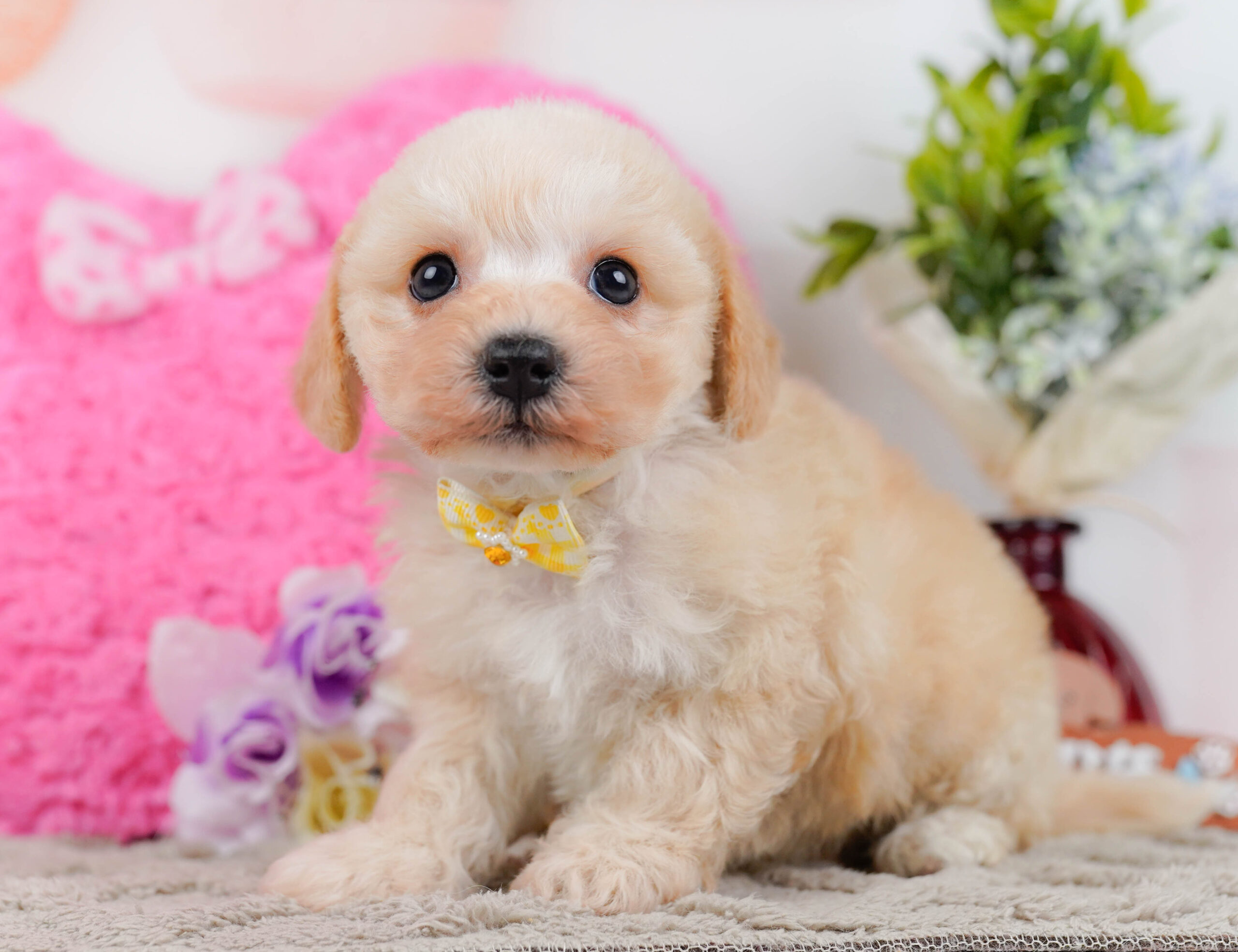 コッカープーション | 女の子 | アプリコット | 2025年12月24日