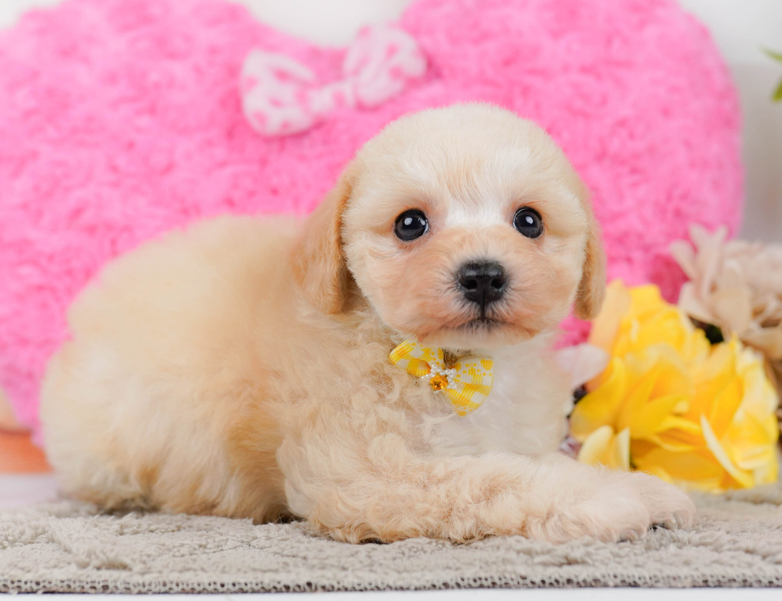 コッカープーション | 女の子 | アプリコット | 2025年12月24日