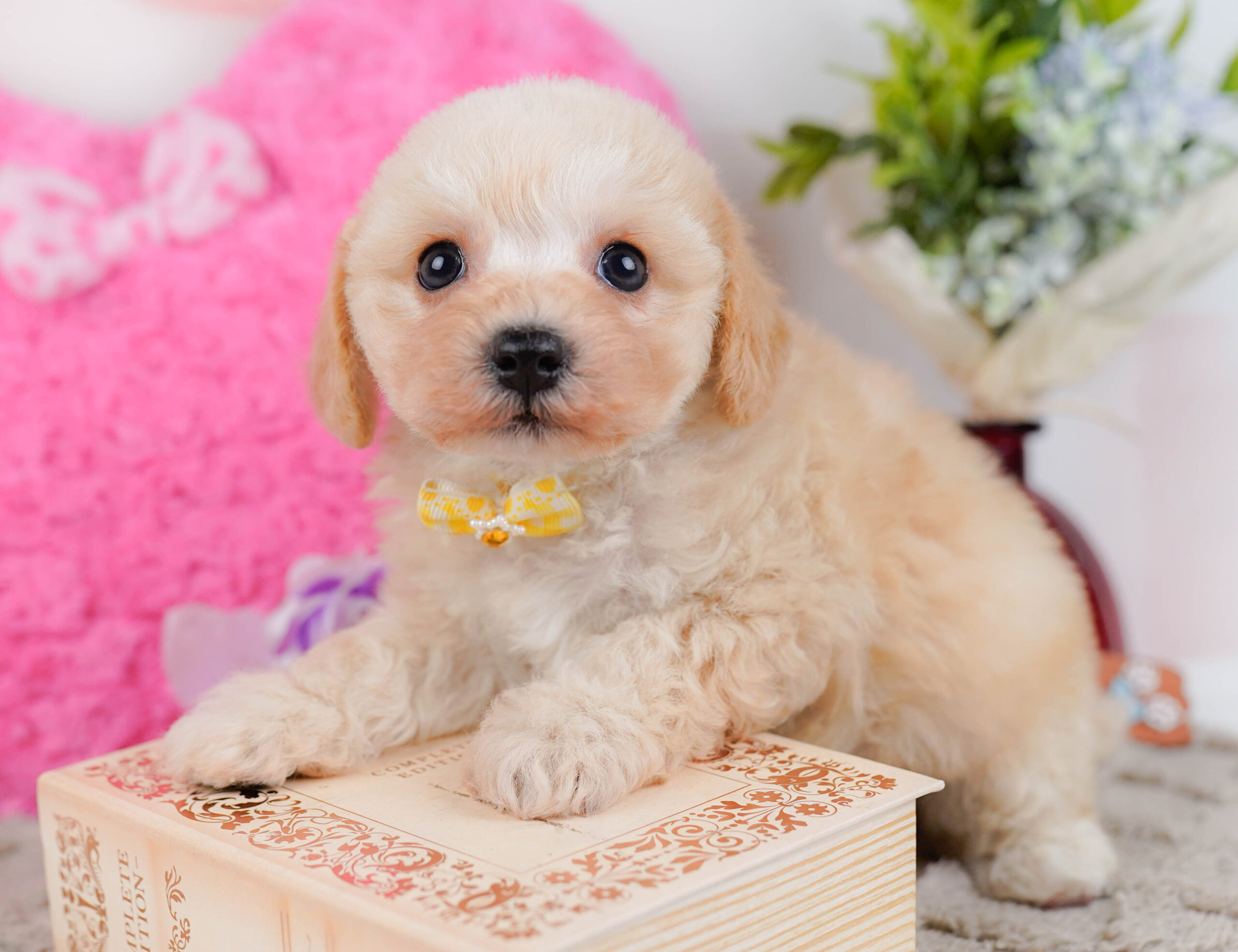 コッカープーション | 女の子 | アプリコット | 2025年12月24日