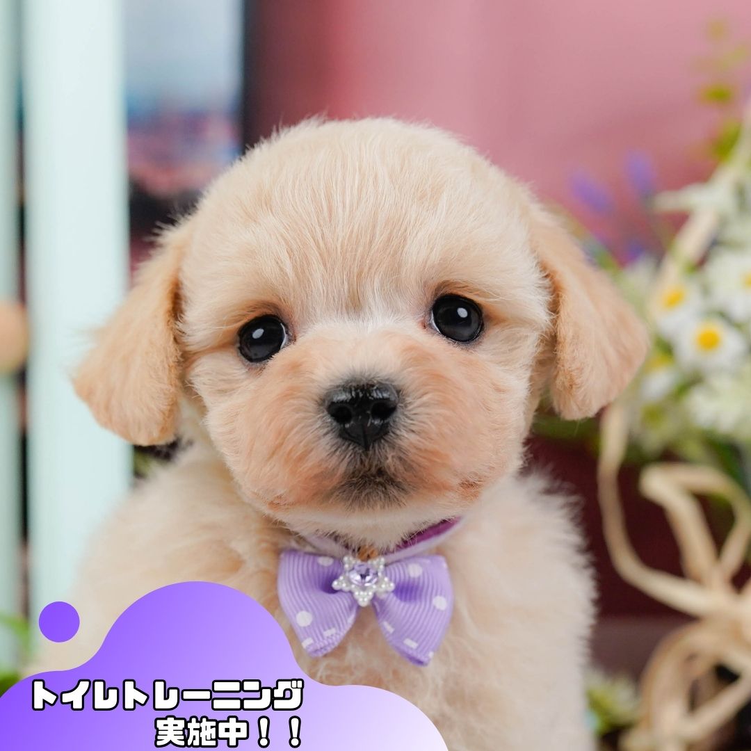コッカープーション | 男の子 | クリーム | 2025年12月24日