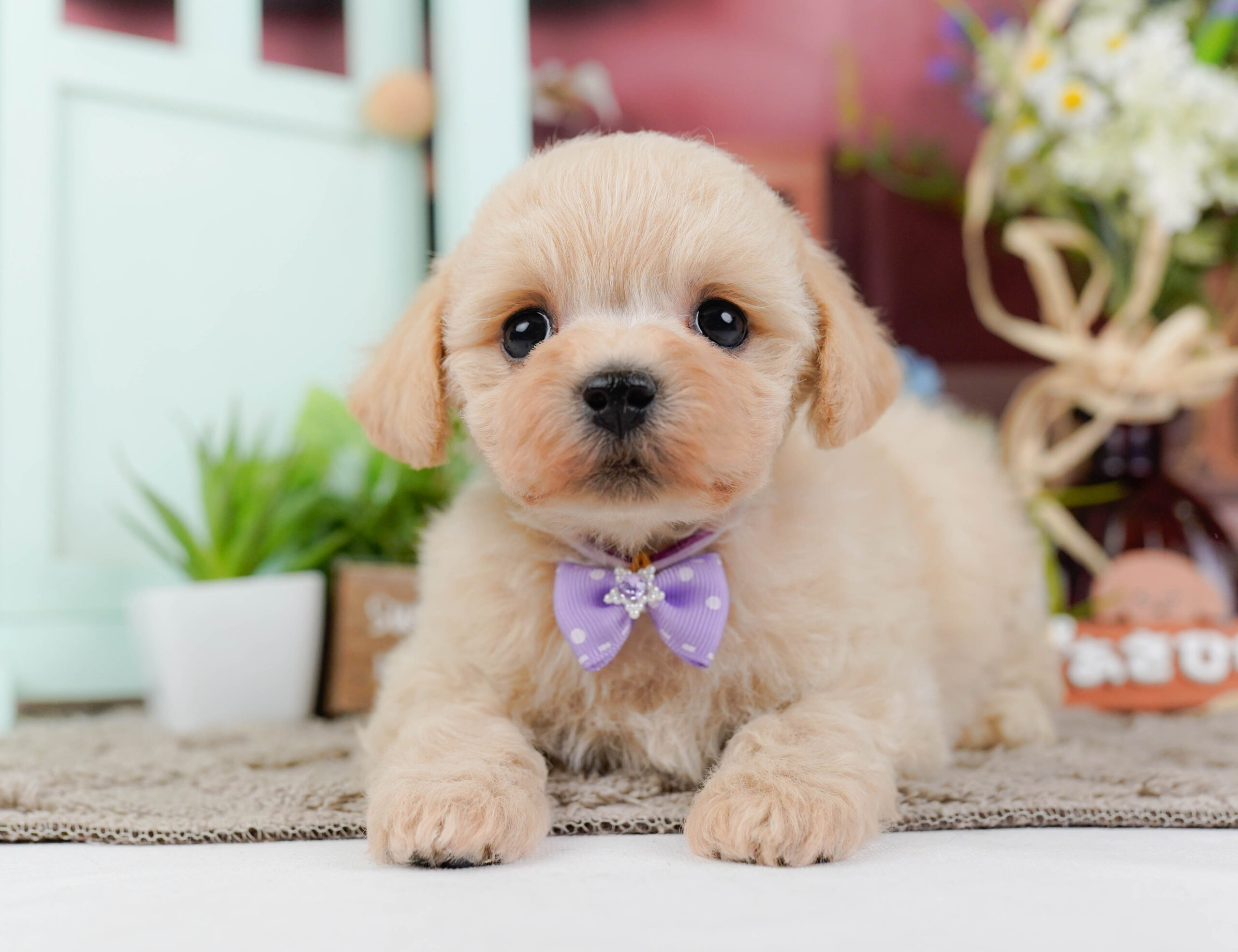 コッカープーション | 男の子 | クリーム | 2025年12月24日