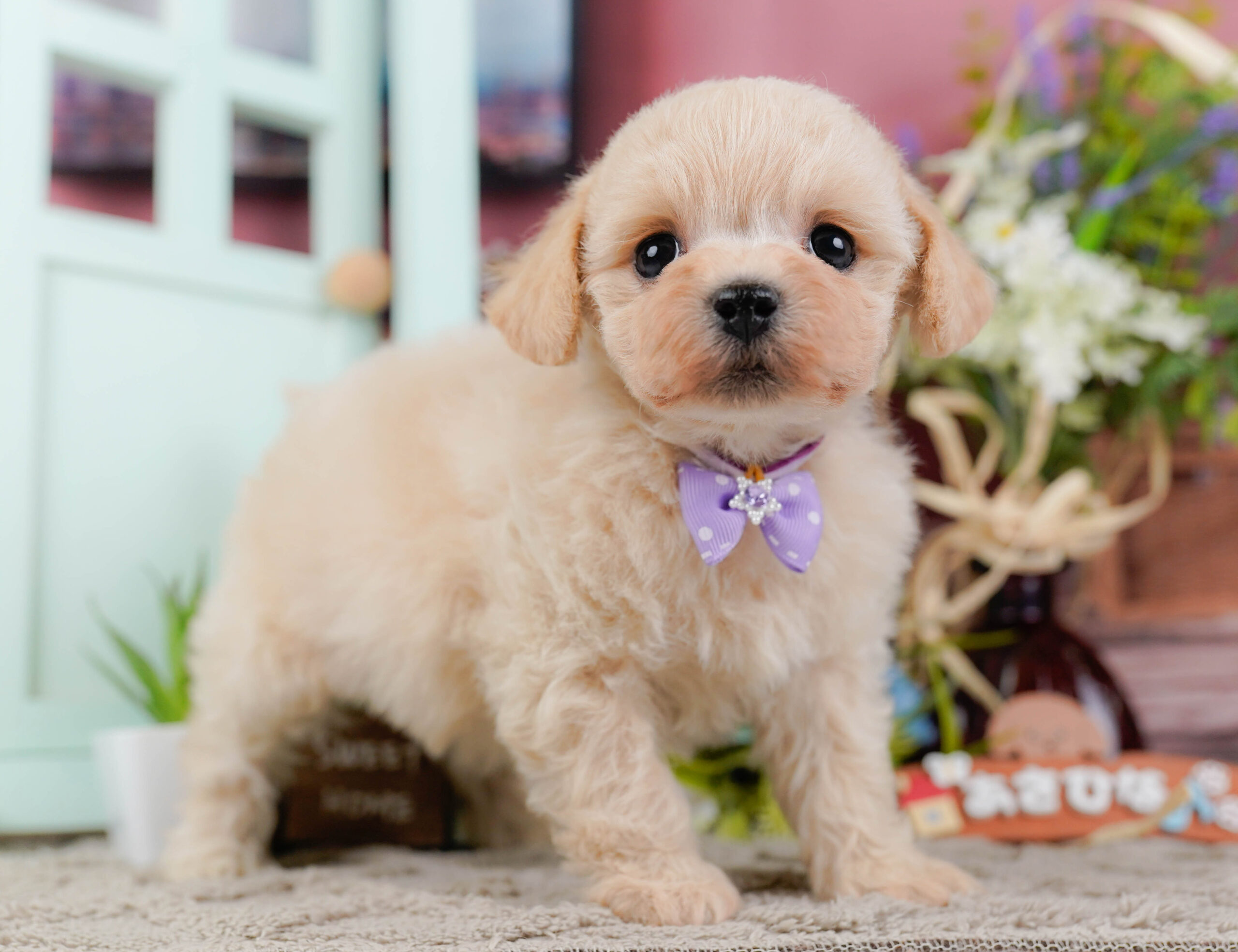 コッカープーション | 男の子 | クリーム | 2025年12月24日