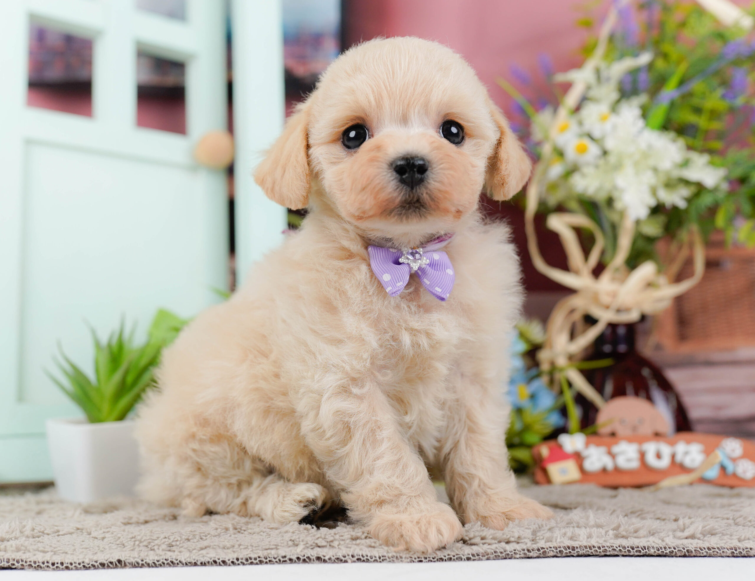 コッカープーション | 男の子 | クリーム | 2025年12月24日