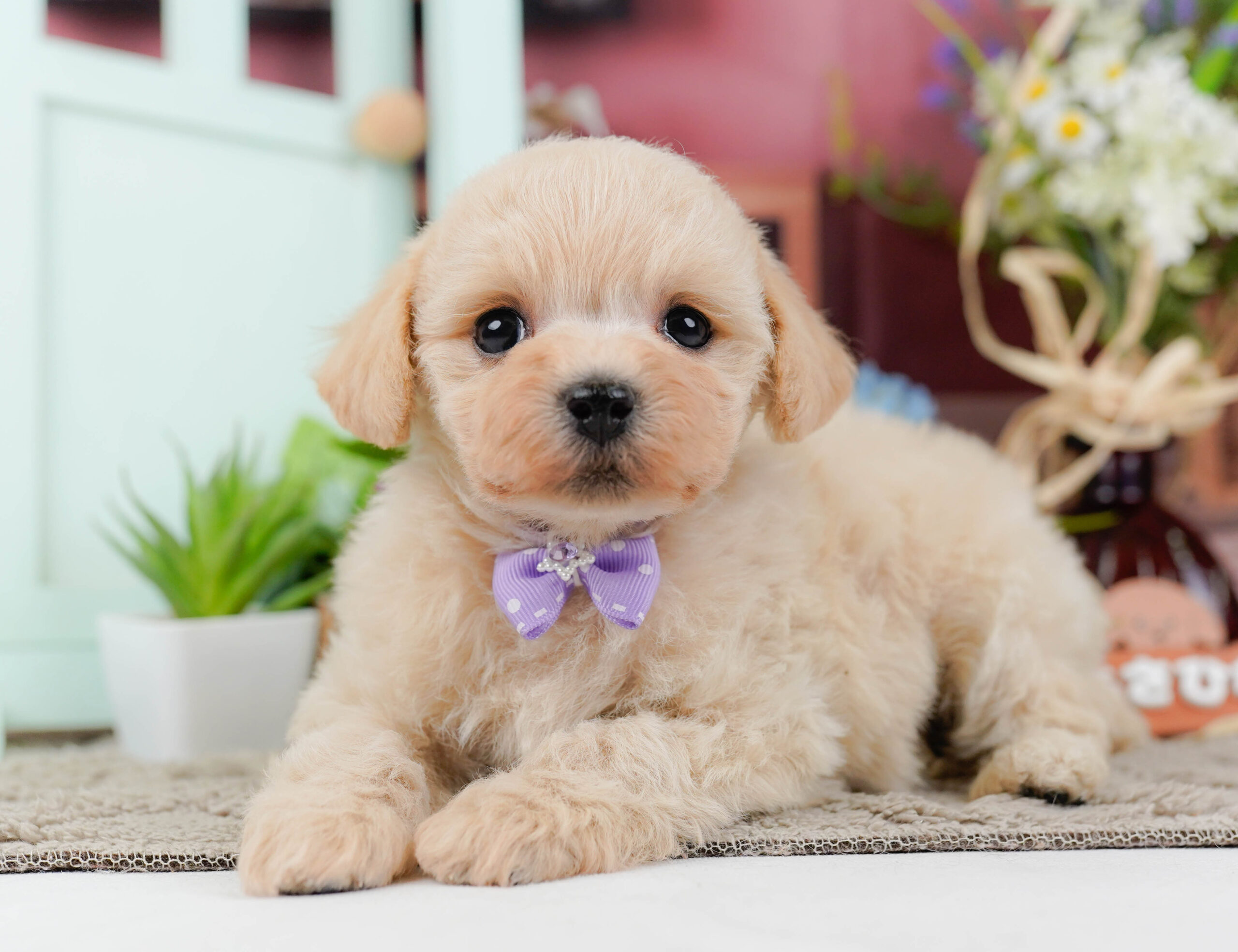 コッカープーション | 男の子 | クリーム | 2025年12月24日