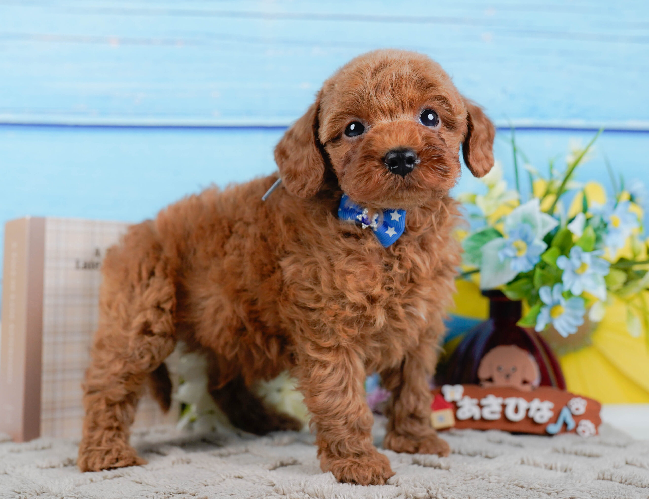 トイ・プードル | 男の子 | レッド | 2025年12月24日