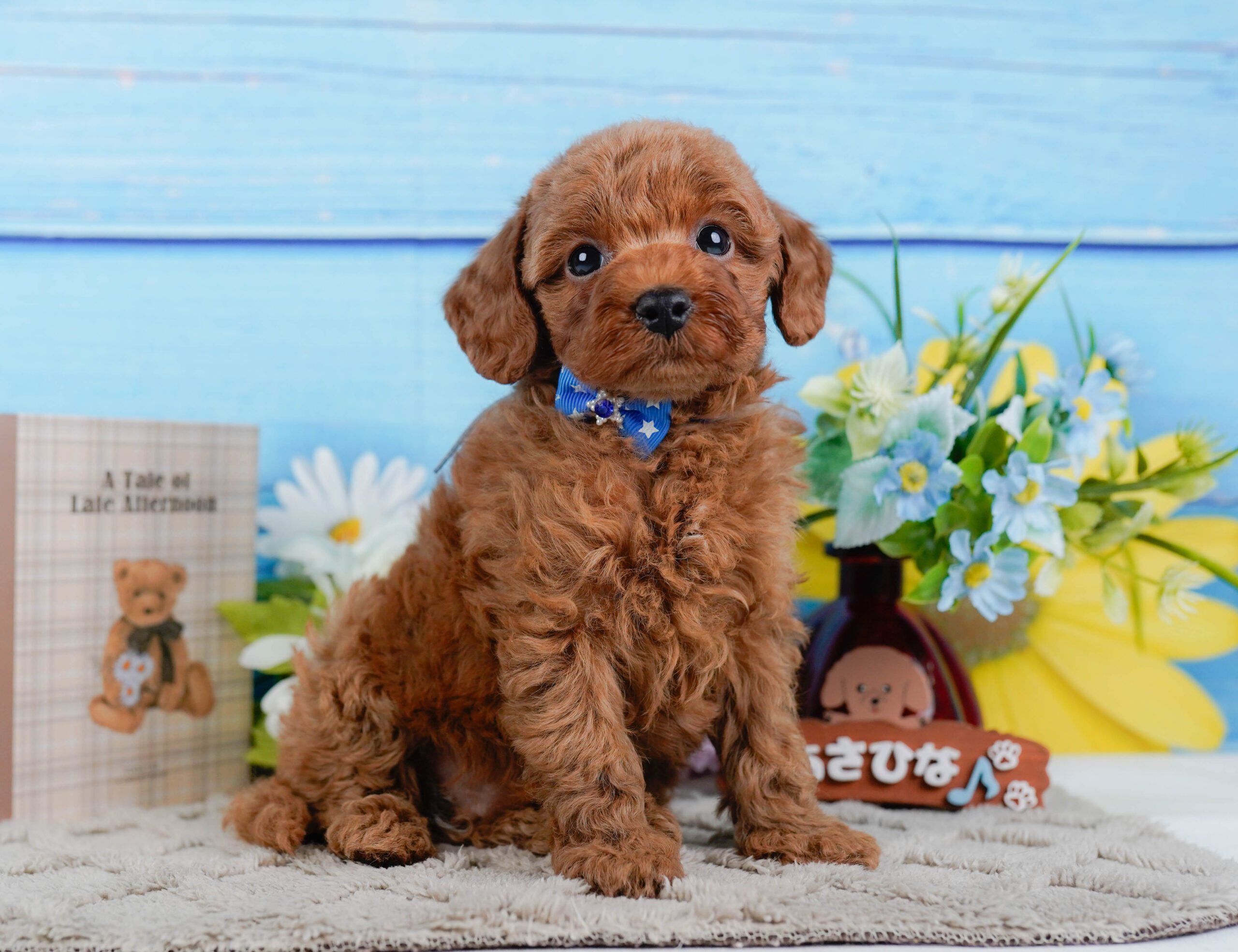 トイ・プードル | 男の子 | レッド | 2025年12月24日