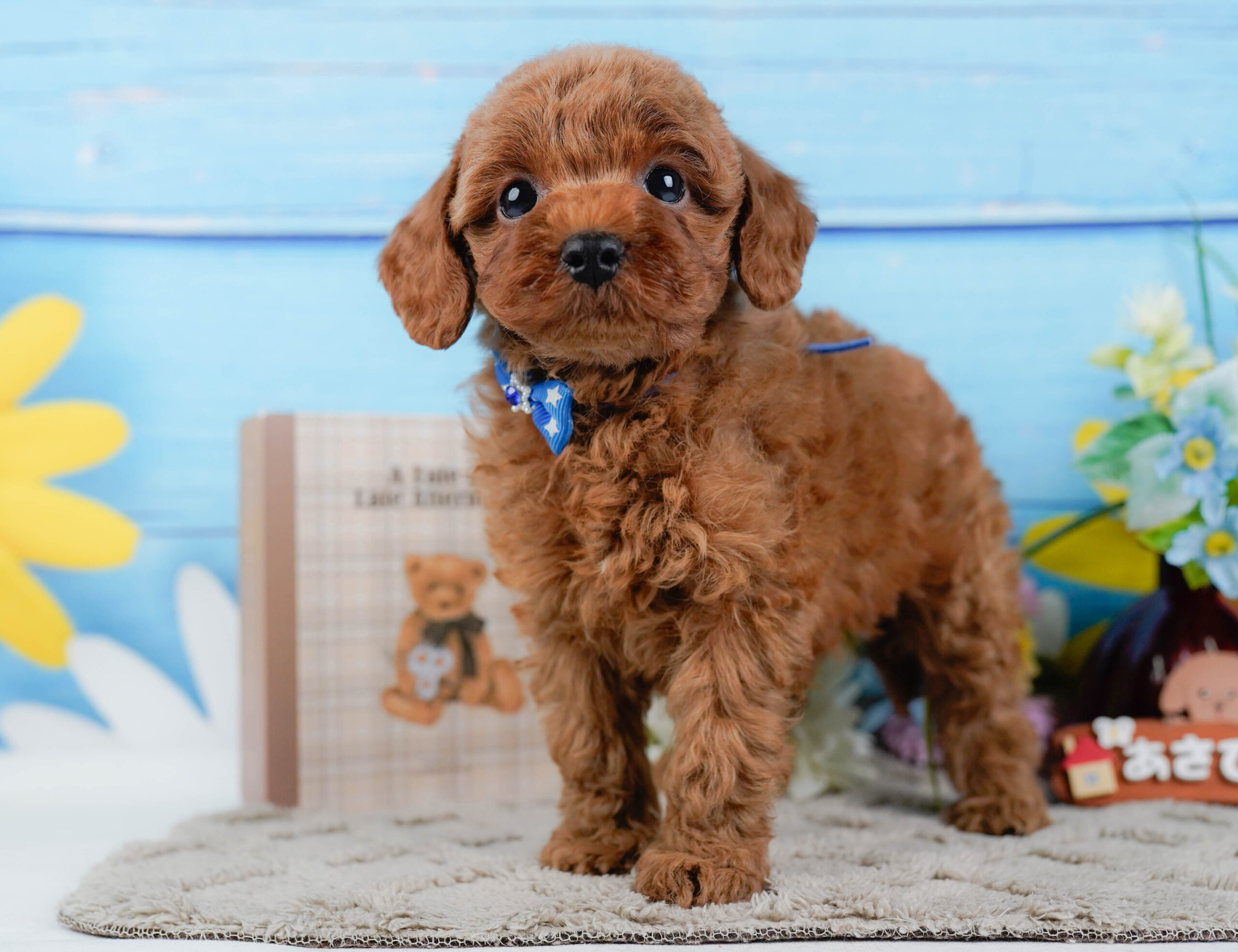 トイ・プードル | 男の子 | レッド | 2025年12月24日