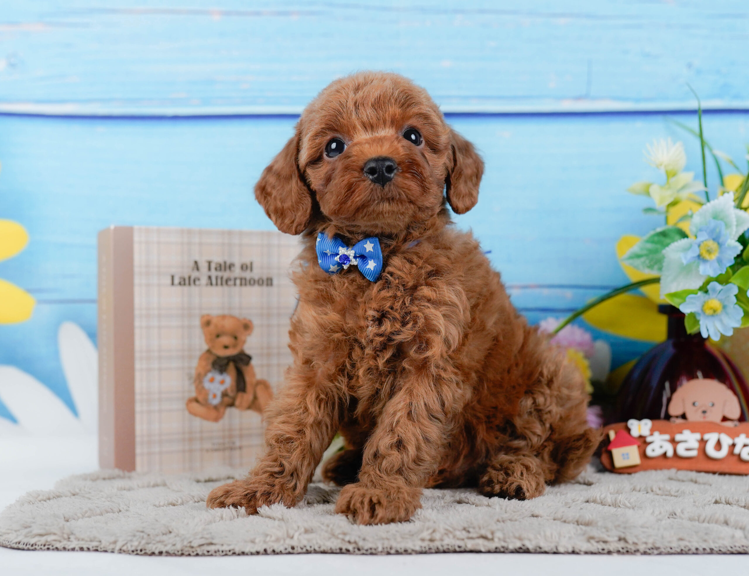 トイ・プードル | 男の子 | レッド | 2025年12月24日