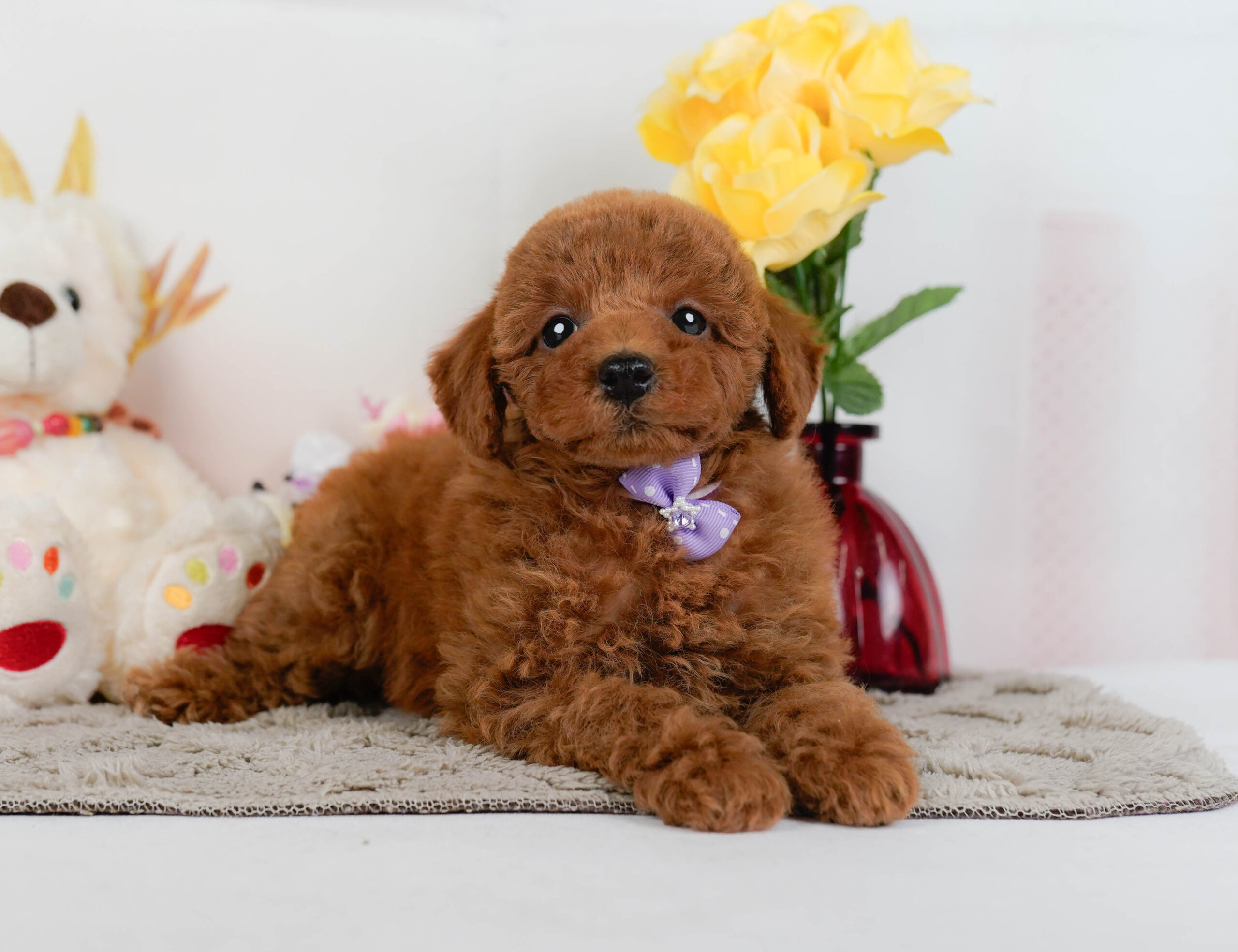 トイ・プードル | 女の子 | レッド | 2025年12月24日