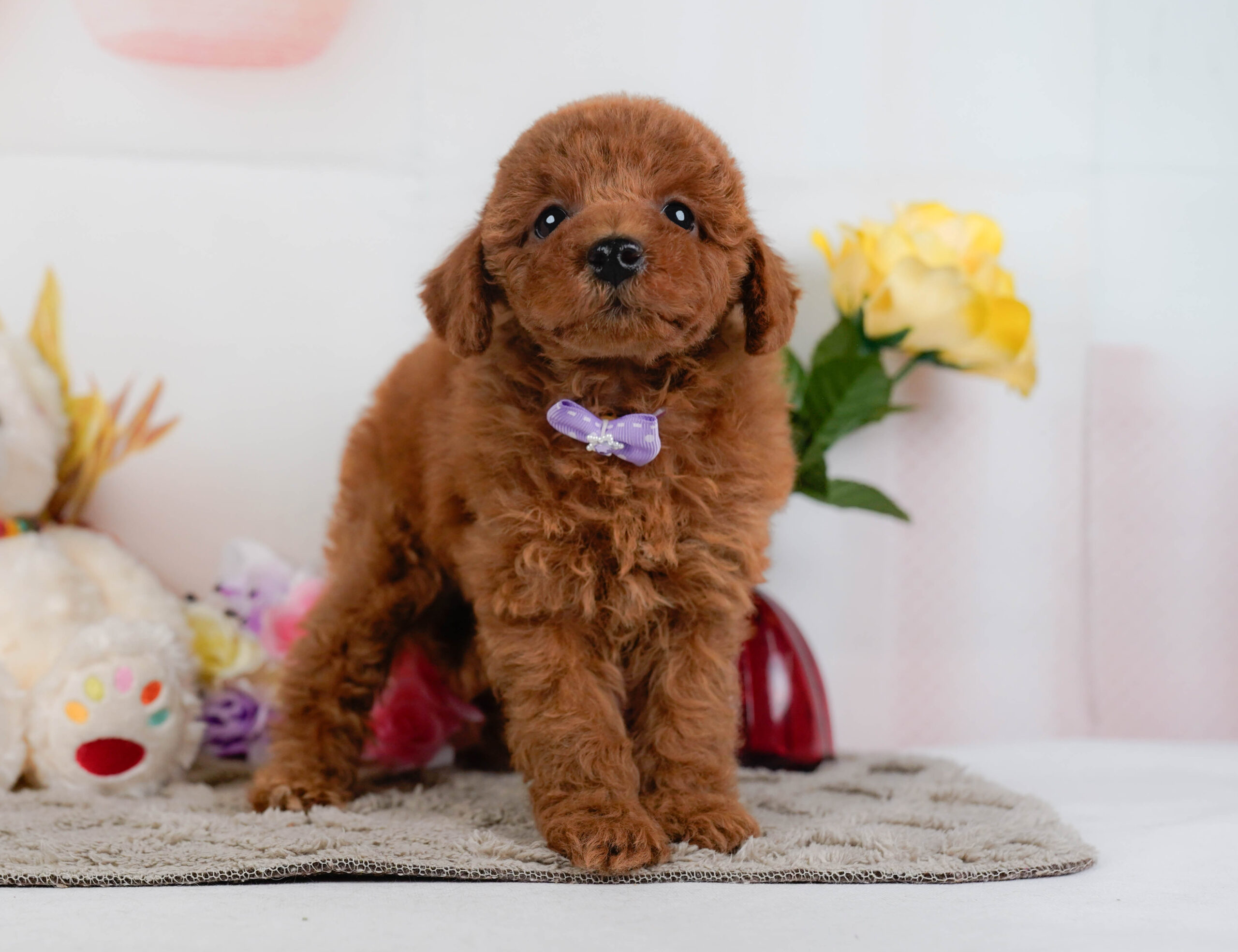 トイ・プードル | 女の子 | レッド | 2025年12月24日