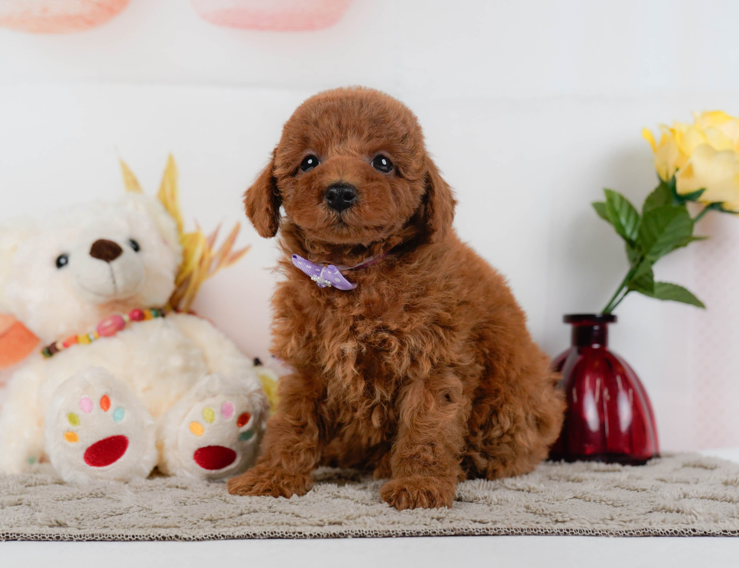 トイ・プードル | 女の子 | レッド | 2025年12月24日