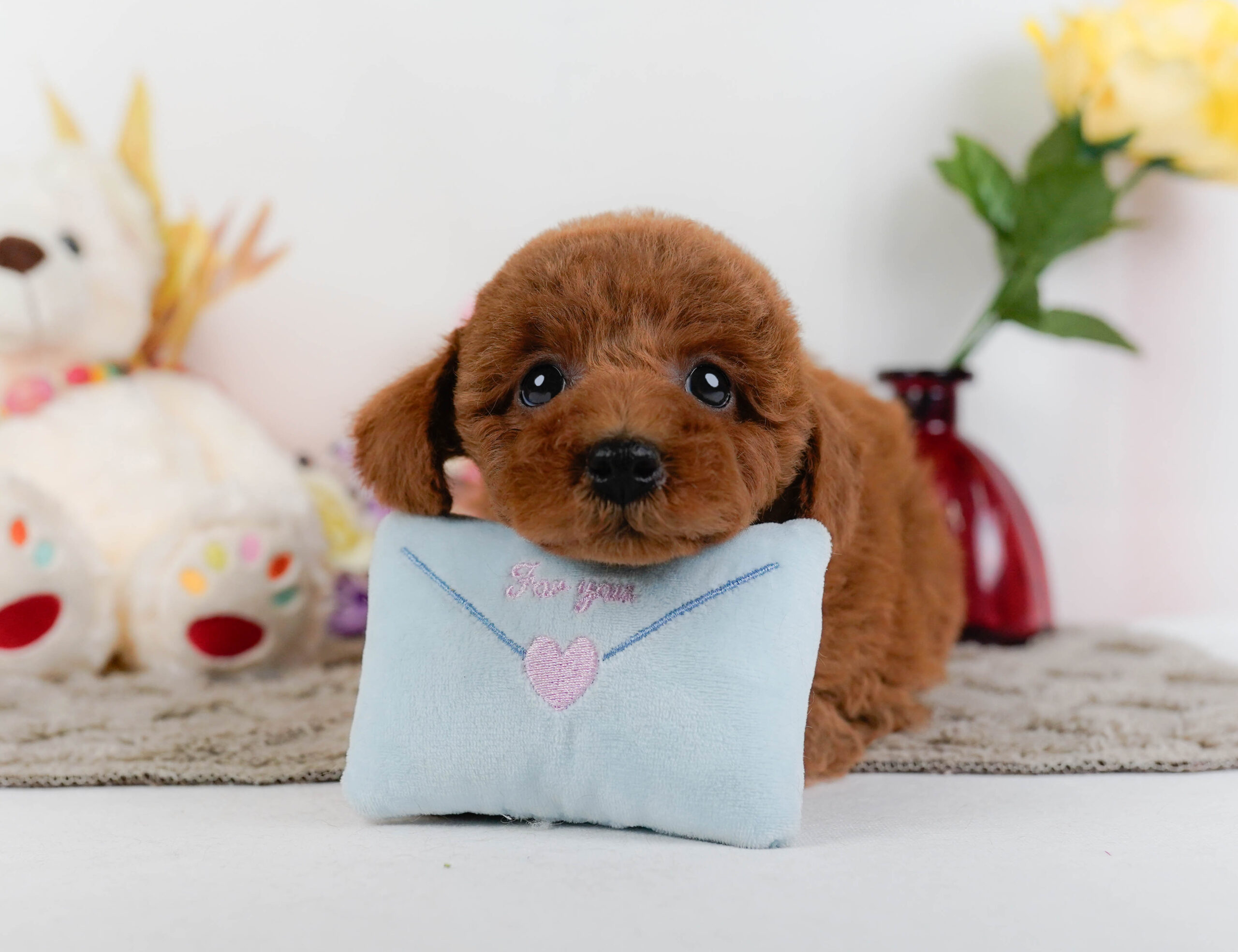 トイ・プードル | 女の子 | レッド | 2025年12月24日