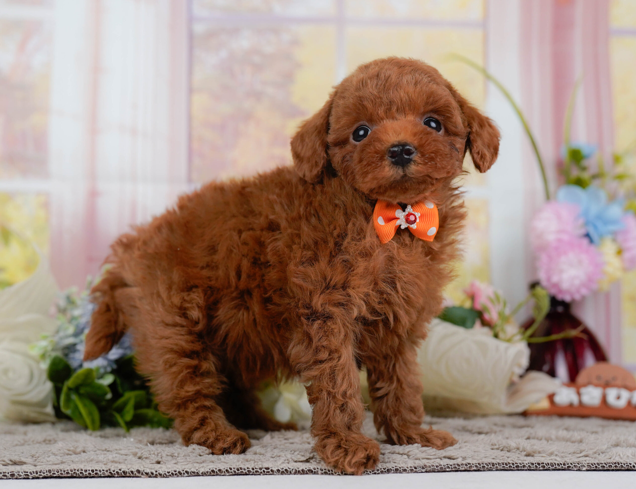 トイ・プードル | 男の子 | レッド | 2025年12月24日