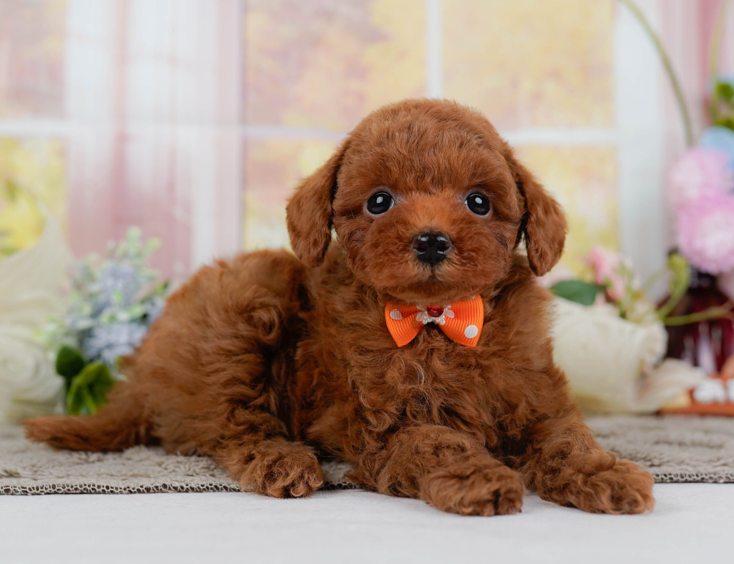 トイ・プードル | 男の子 | レッド | 2025年12月24日