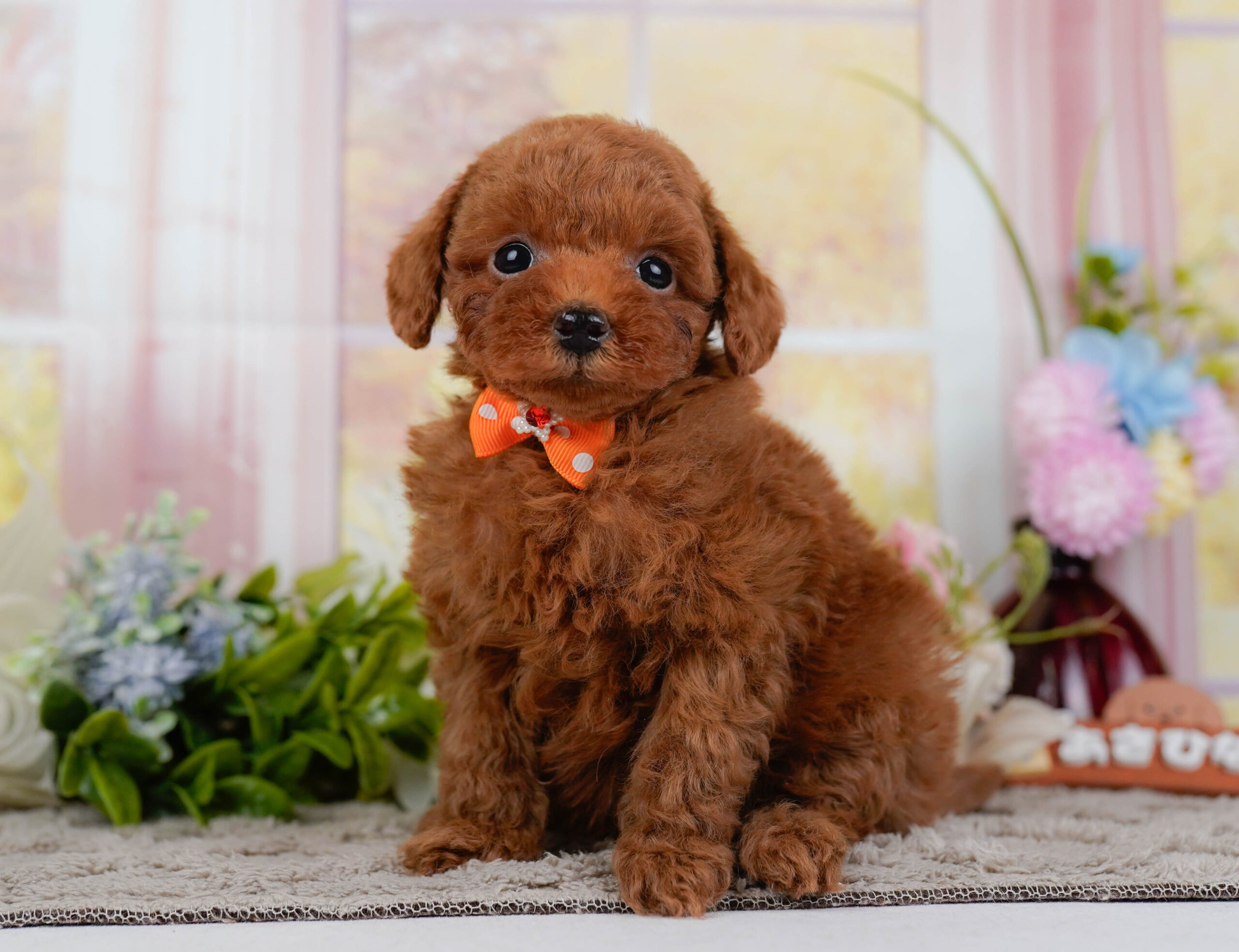 トイ・プードル | 男の子 | レッド | 2025年12月24日