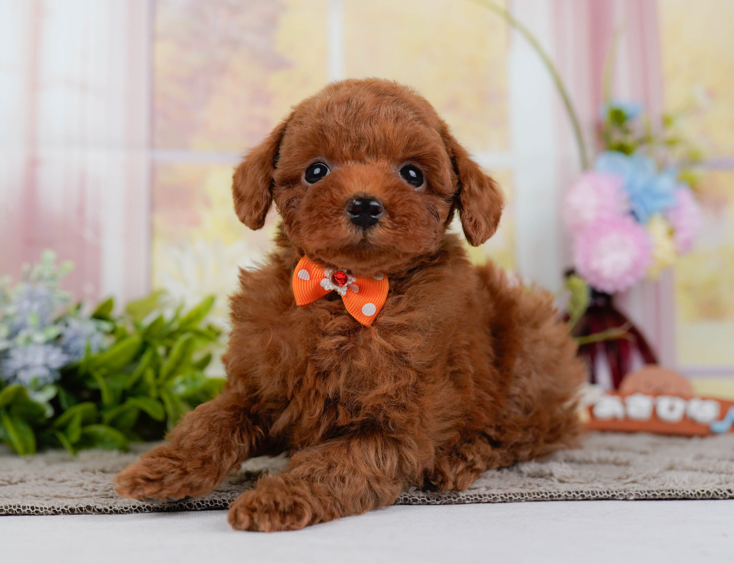 トイ・プードル | 男の子 | レッド | 2025年12月24日