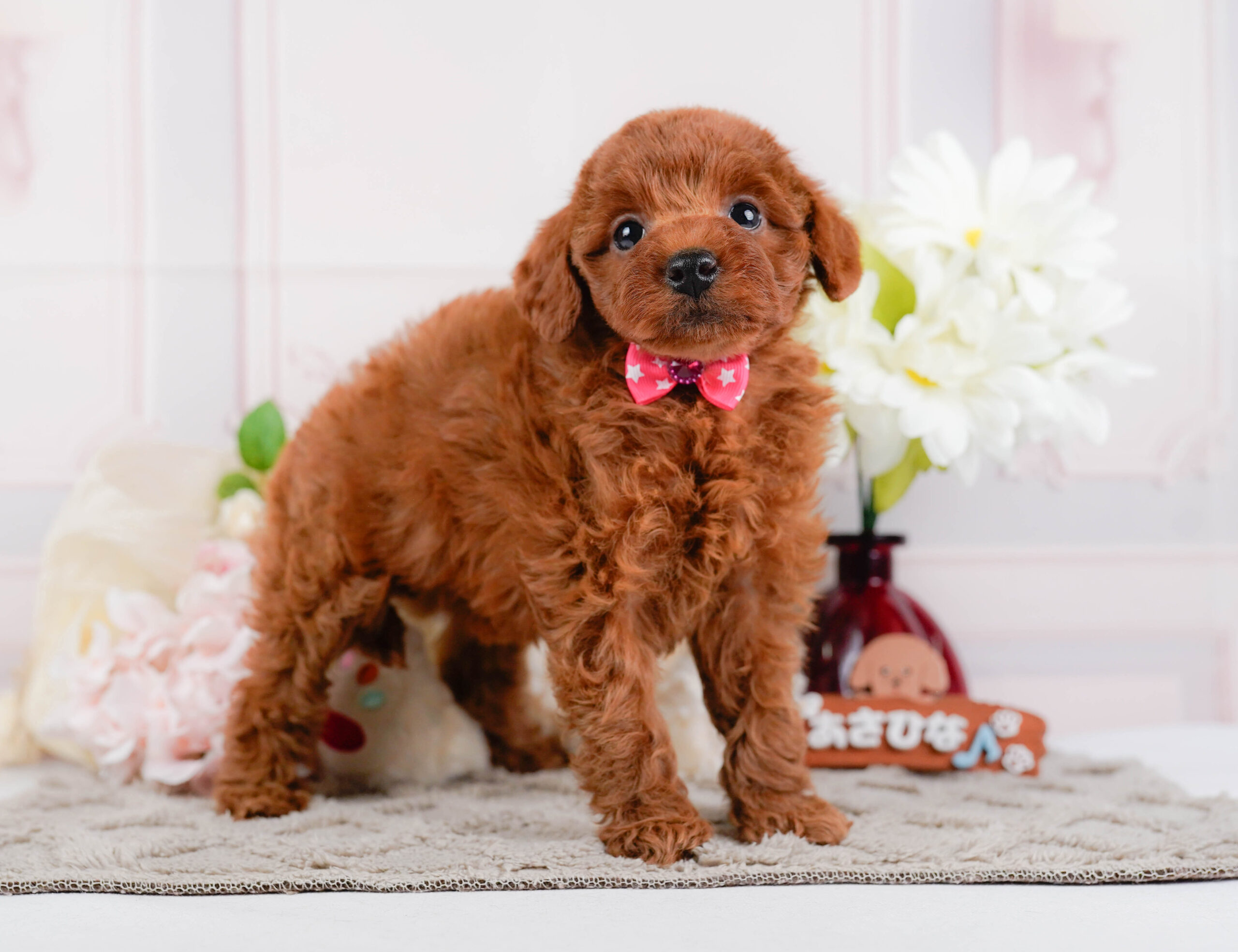 トイ・プードル | 女の子 | レッド | 2025年12月24日