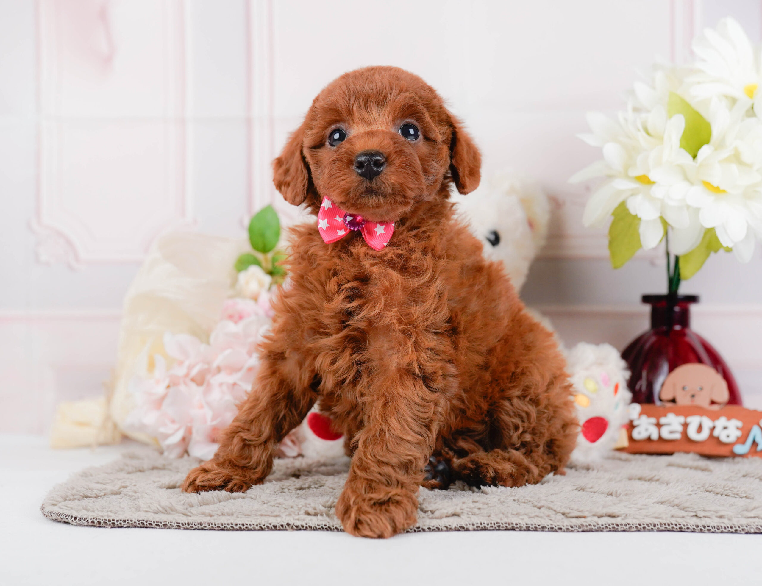 トイ・プードル | 女の子 | レッド | 2025年12月24日