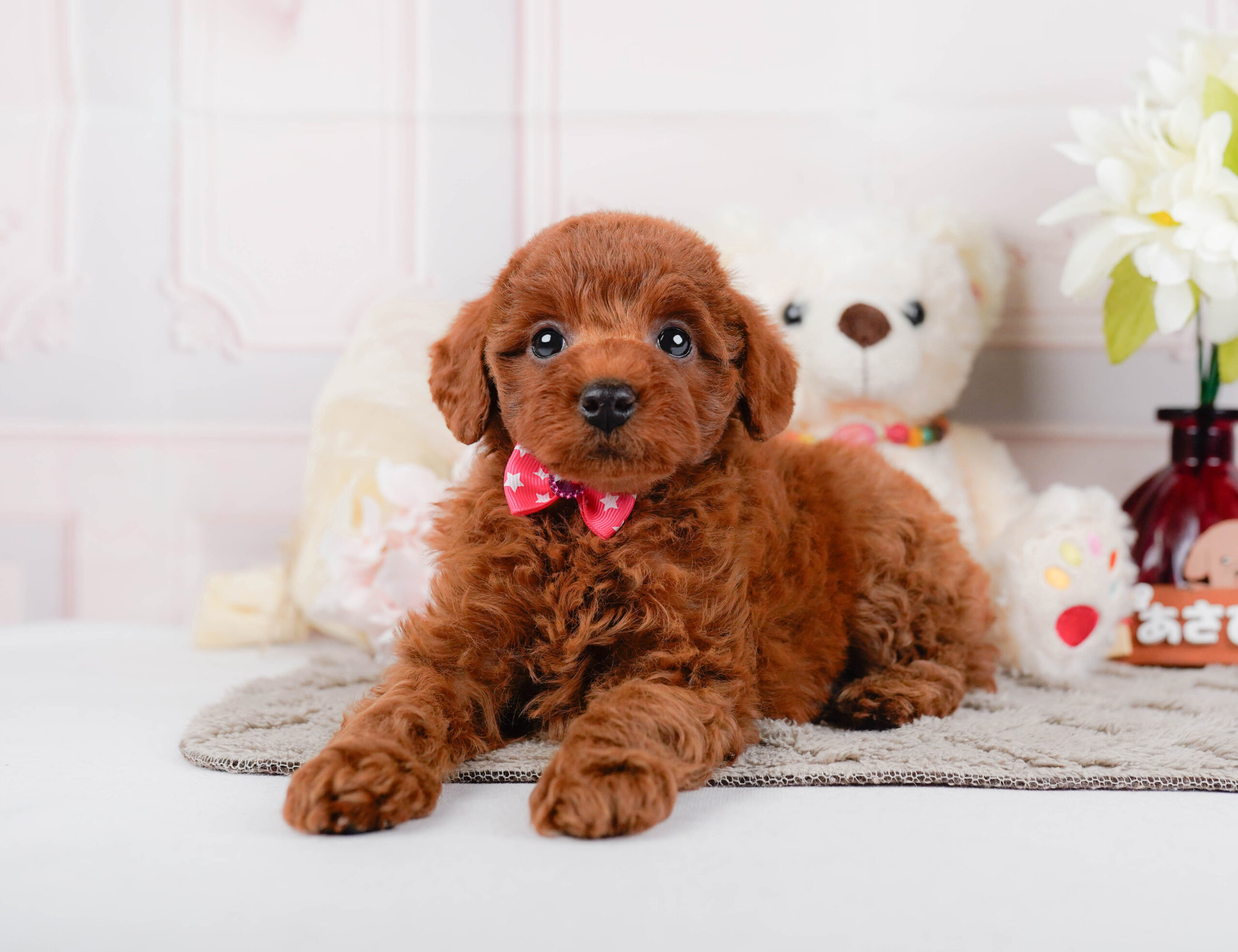 トイ・プードル | 女の子 | レッド | 2025年12月24日
