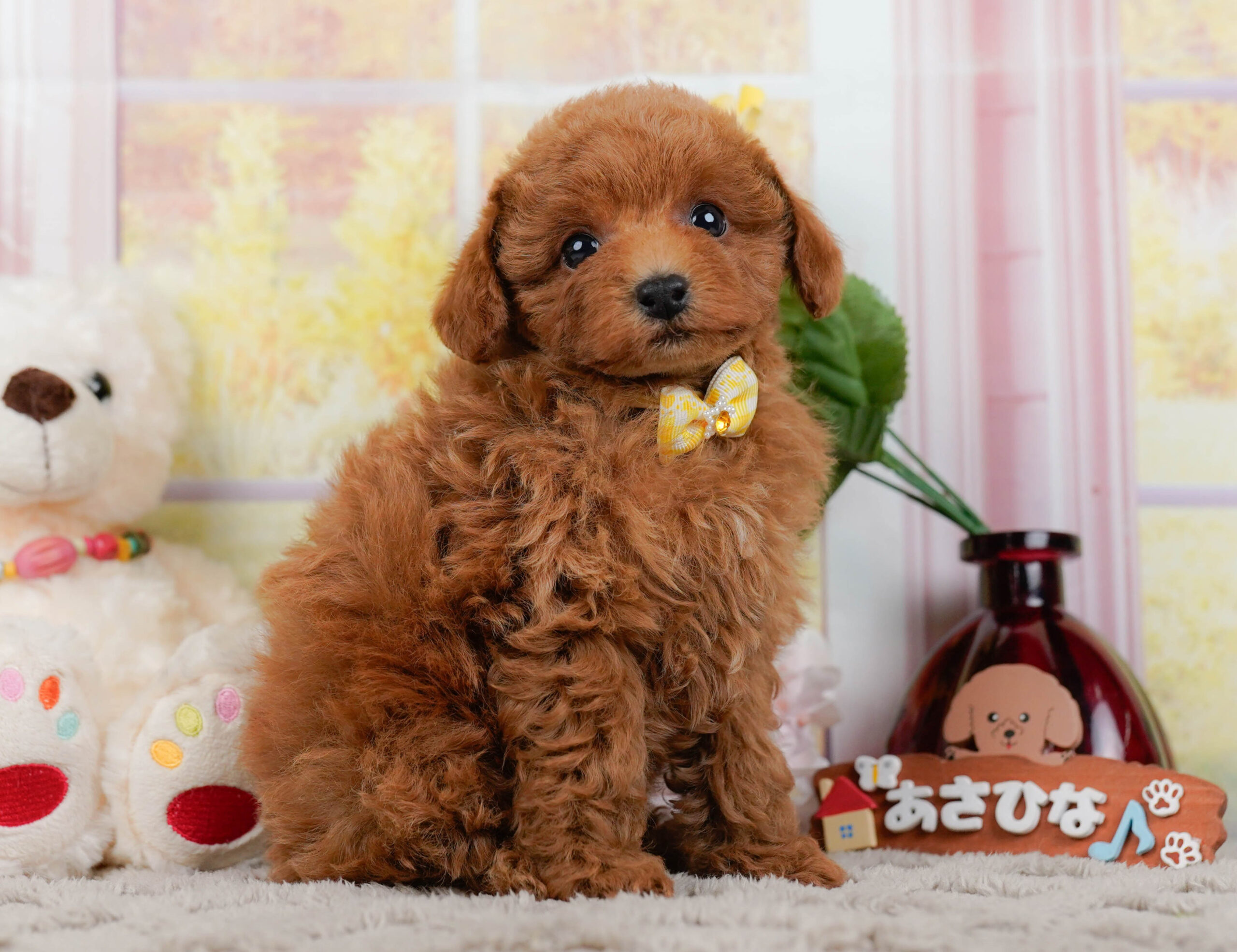 トイ・プードル | 男の子 | レッド | 2025年12月25日