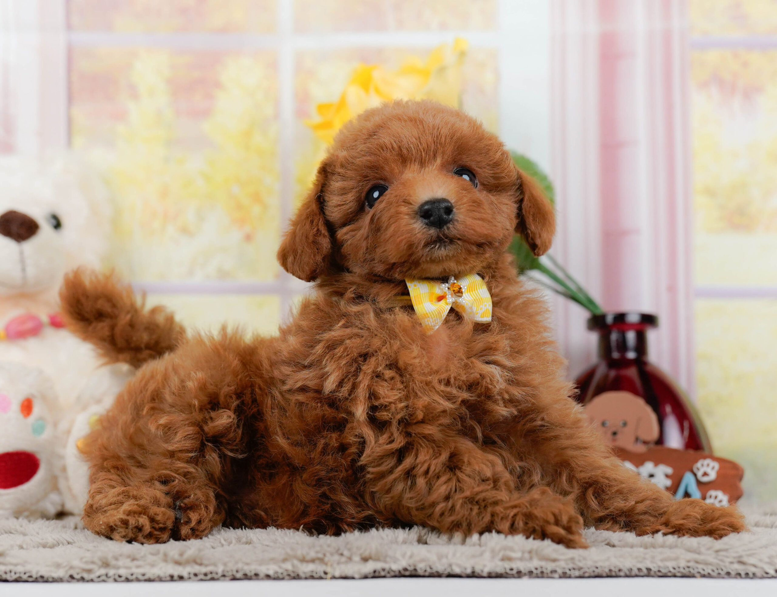 トイ・プードル | 男の子 | レッド | 2025年12月25日