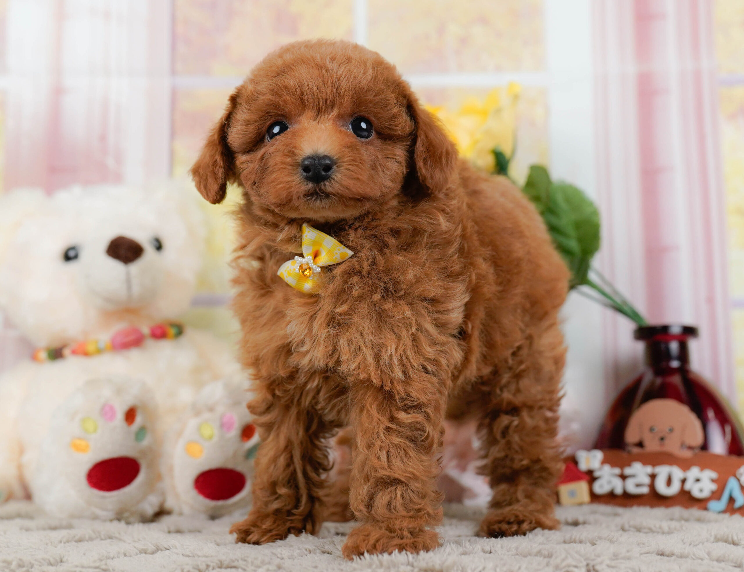 トイ・プードル | 男の子 | レッド | 2025年12月25日