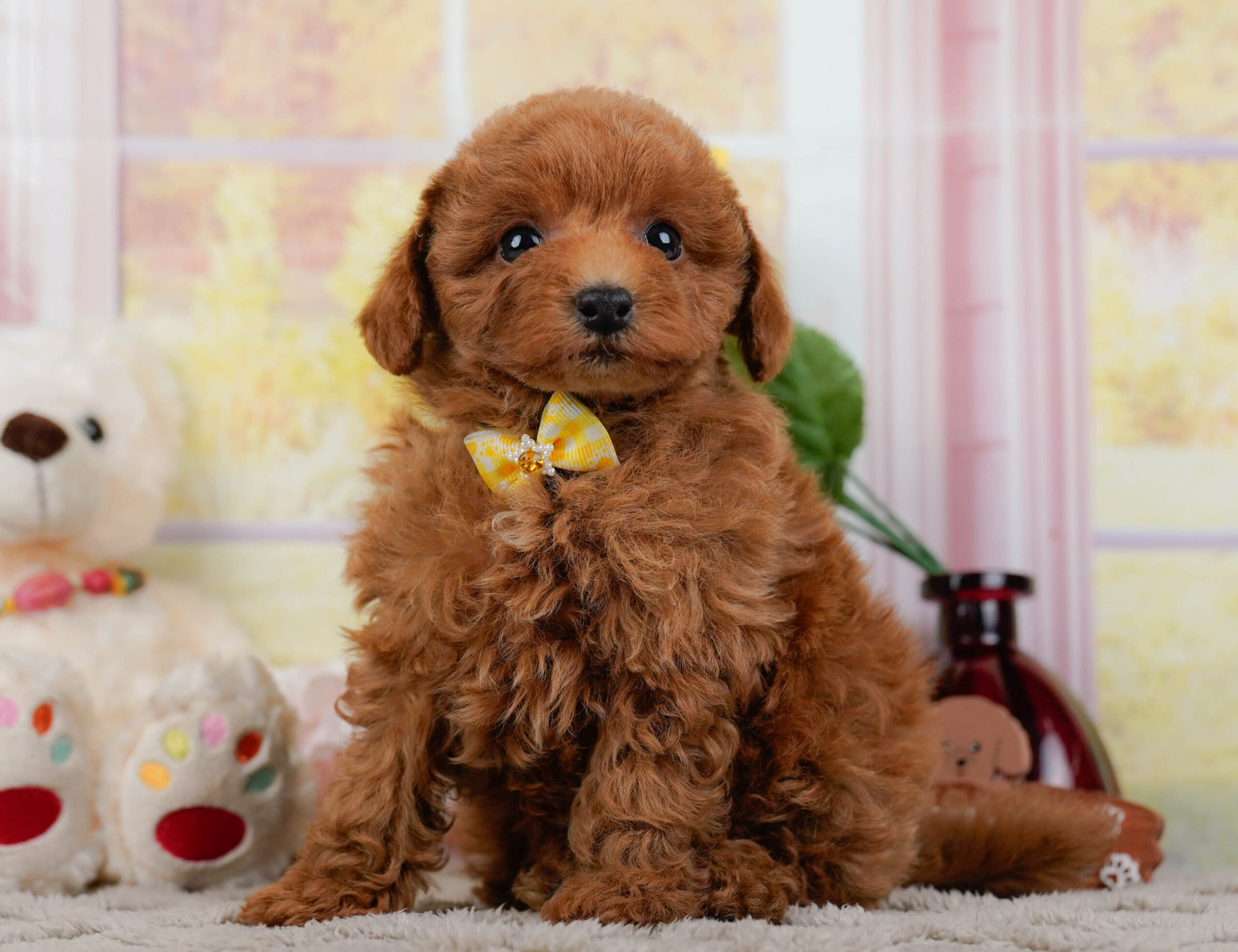 トイ・プードル | 男の子 | レッド | 2025年12月25日