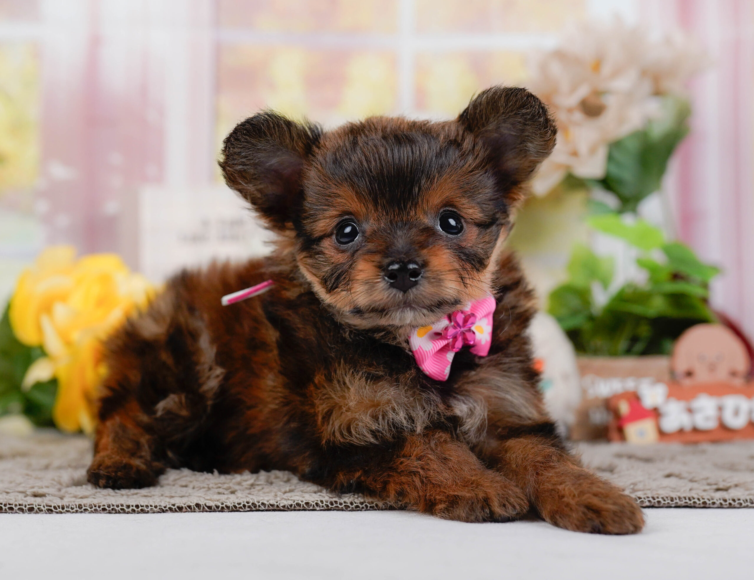 チワプー | 女の子 | ブリンドル | 2025年12月25日