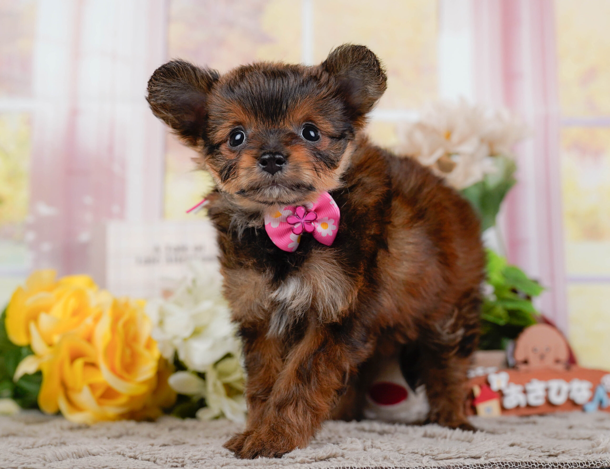 チワプー | 女の子 | ブリンドル | 2025年12月25日